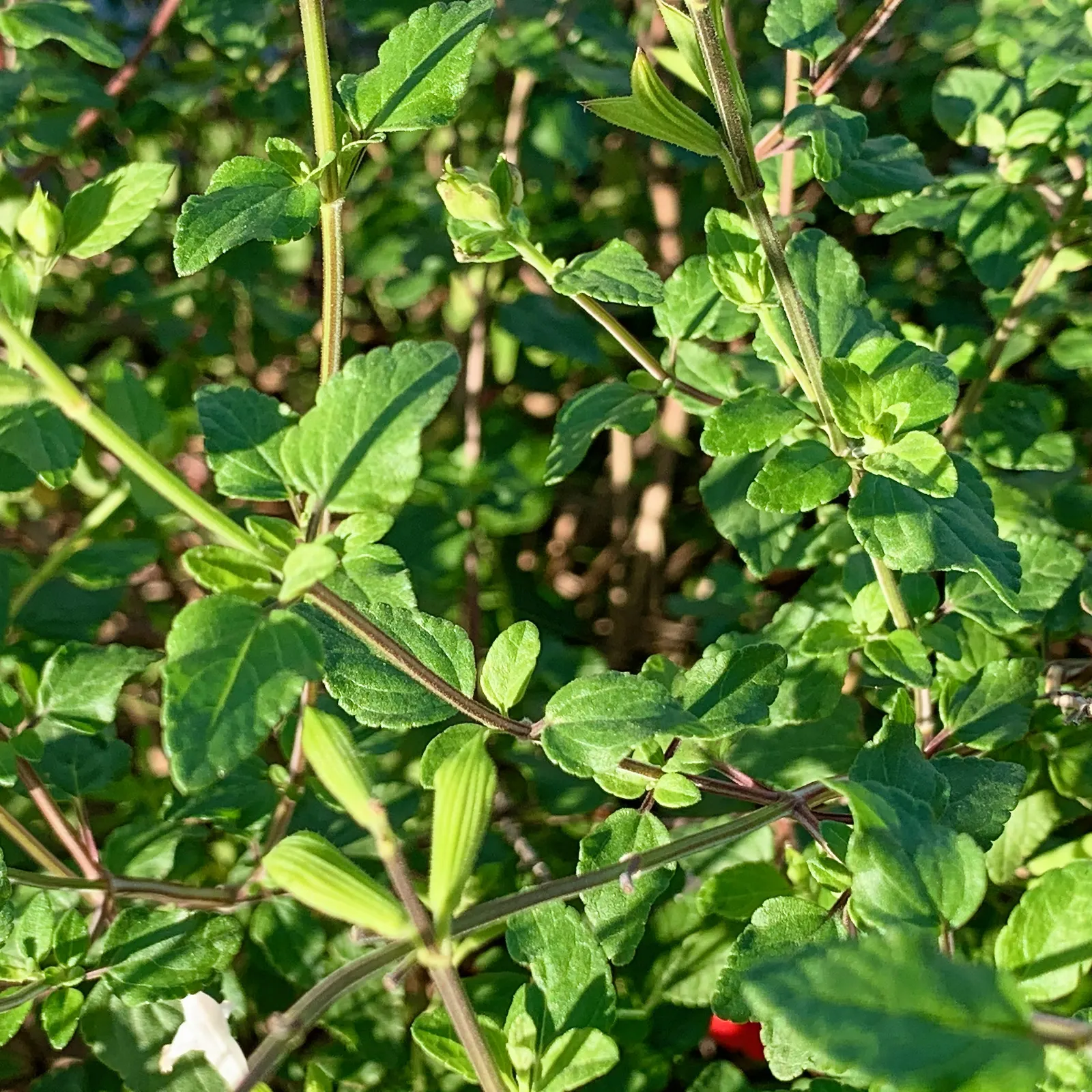 Baby Sage (Salvia Microphylla 'Berzerkeley') — The lightly textured foliage emits a delightful fragrance when disturbed; which extends from late, image 58