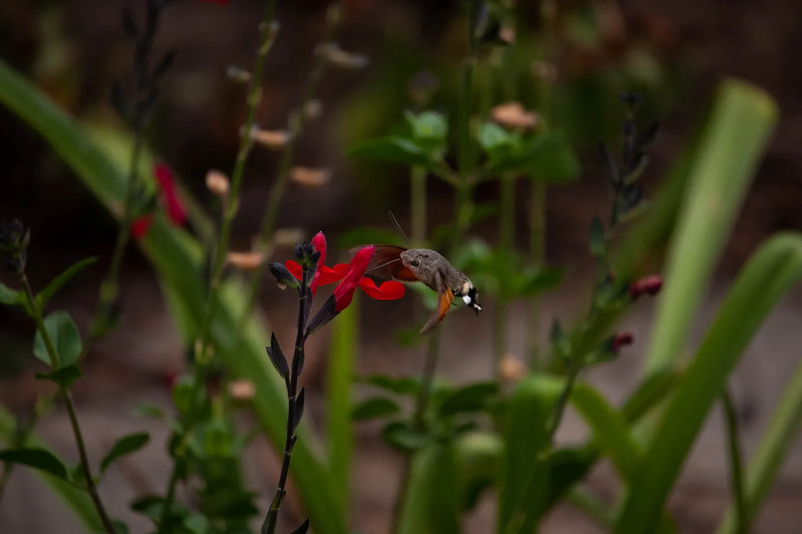 Baby Sage (Salvia Microphylla 'Berzerkeley') — commonly known as Baby Sage; hardy in USDA zones 7-10, it thrives in full sun to part shade and, image 49