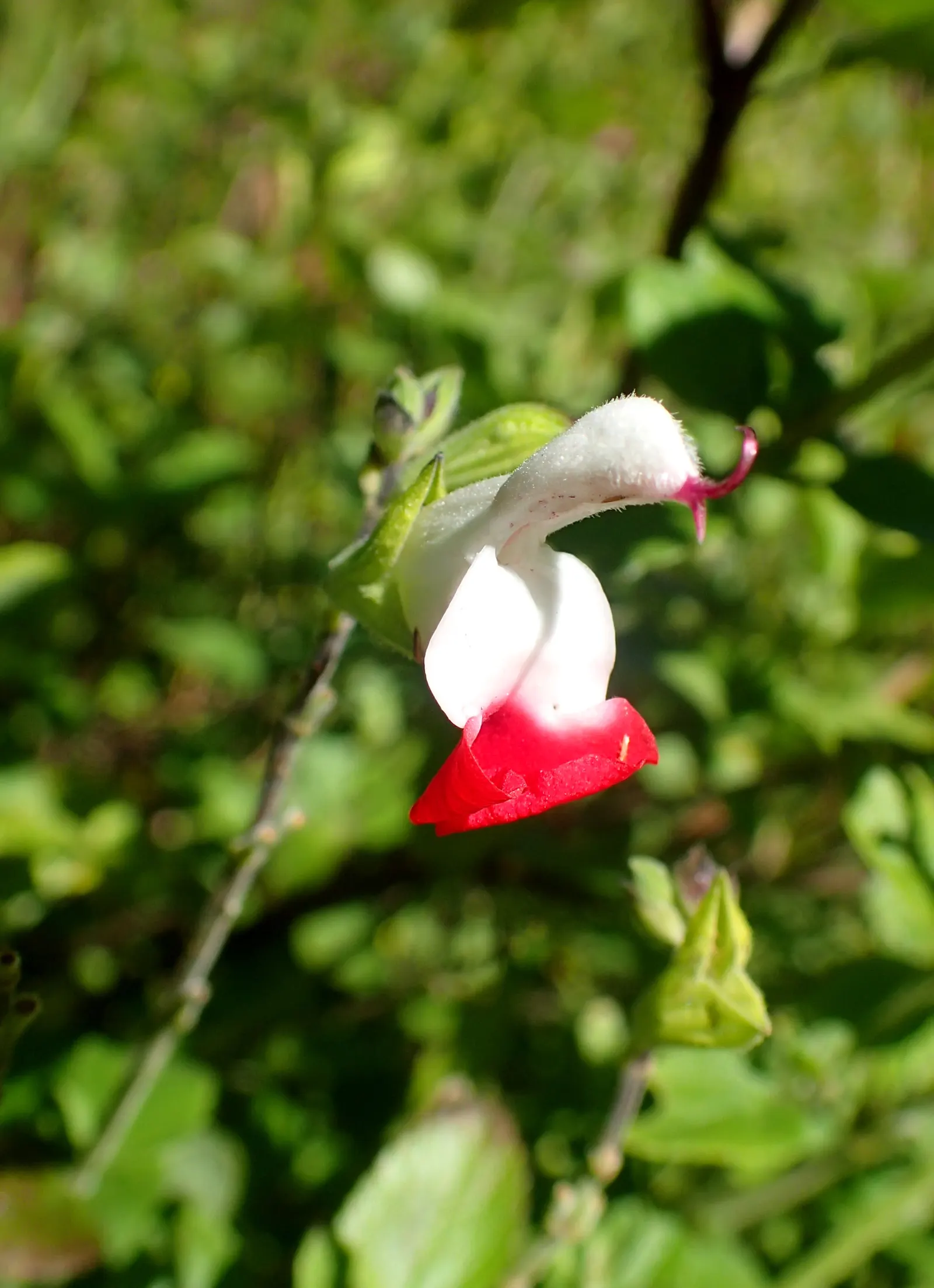 Baby Sage (Salvia Microphylla 'Berzerkeley') — ovate leaves with a light green to gray-green hue; its compact form also allows it to fit well in, image 57