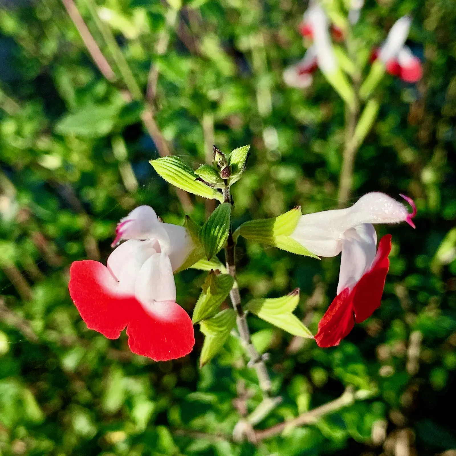 Baby Sage (Salvia Microphylla 'Berzerkeley') — This cultivar is particularly noted for its profuse; drought-tolerant once established, it's perfect, image 56