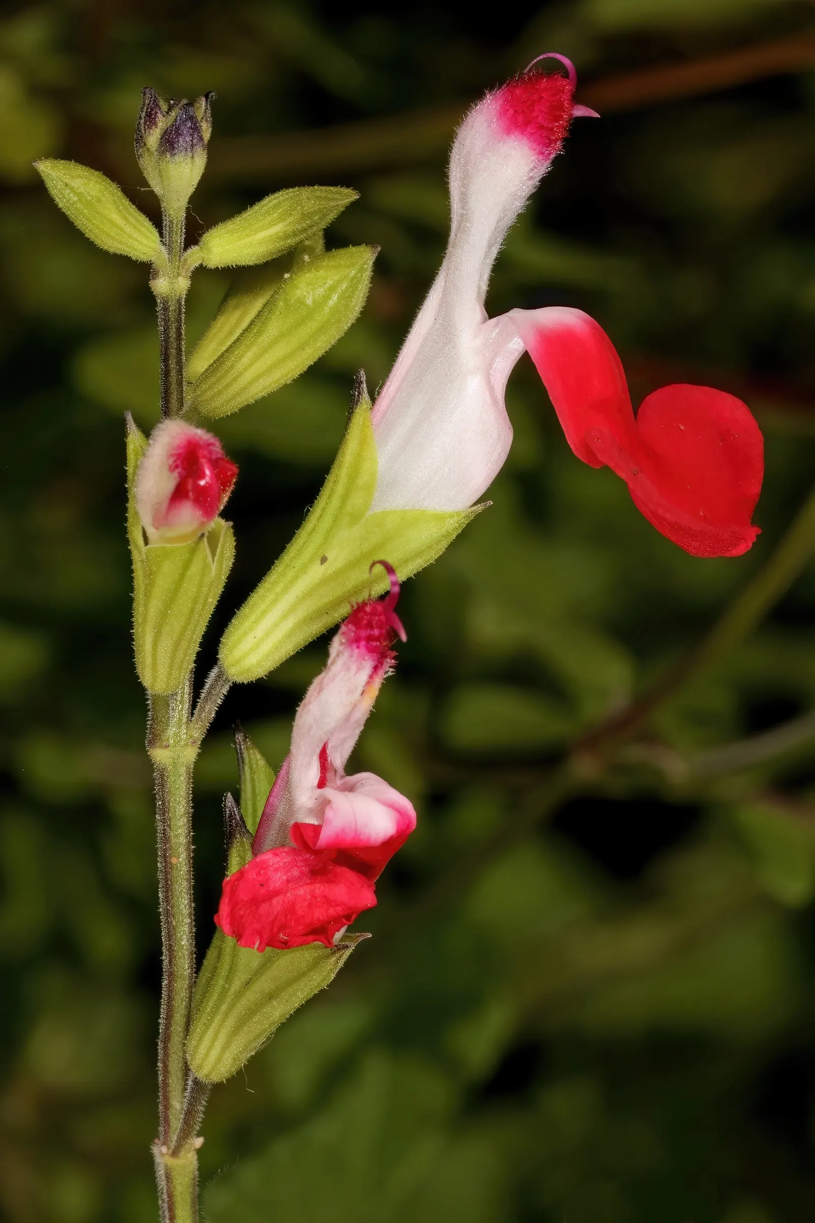 Baby Sage (Salvia Microphylla 'Berzerkeley') — providing long-lasting color in the garden
