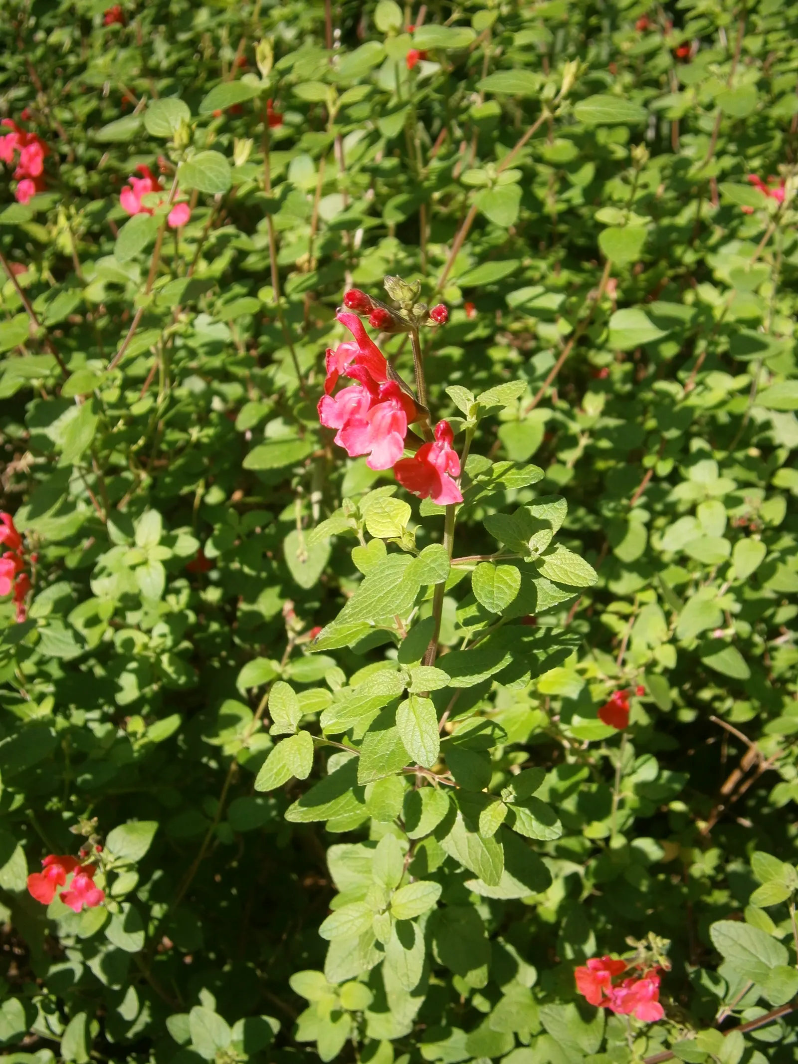 Baby Sage (Salvia Microphylla 'Berzerkeley') — which extends from late spring through the fall; the lightly textured foliage emits a delightful fragrance when