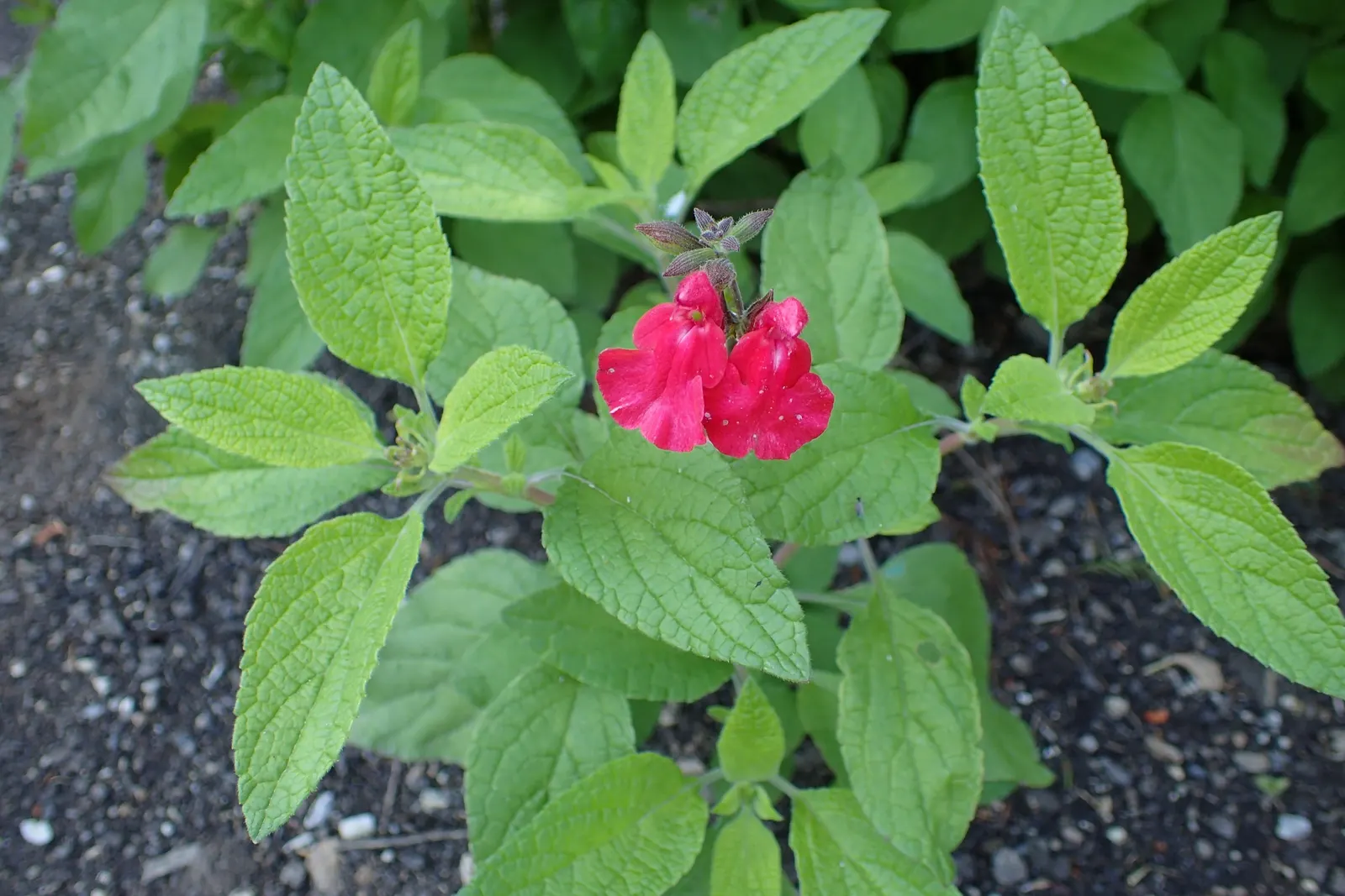 Baby Sage (Salvia Microphylla 'Berzerkeley') — Hardy in USDA zones 7-10, it thrives in full sun to part shade and prefers well-drained soil; commonly known as