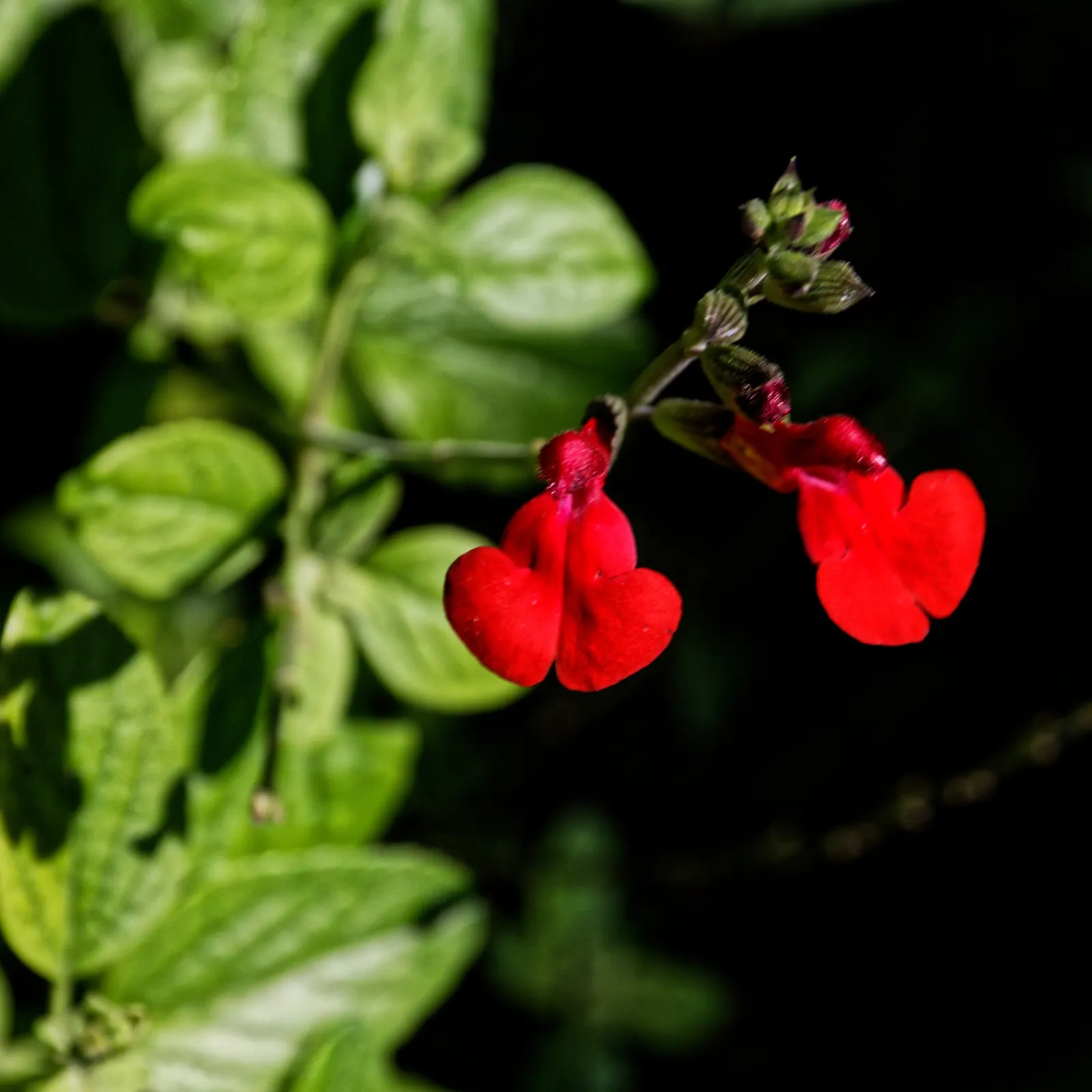 Baby Sage (Salvia Microphylla 'Berzerkeley') — pink flowers in the garden; is an attractive perennial shrub that offers a unique combination of vibrant color