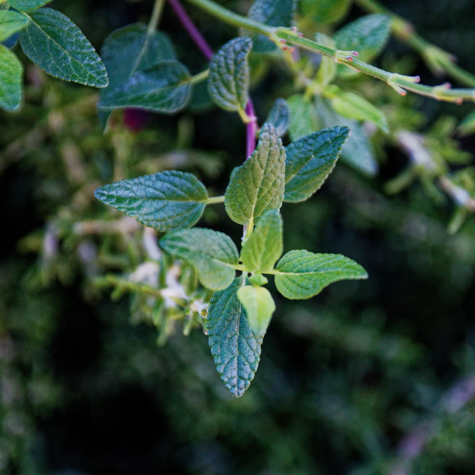 Baby Sage (Salvia Microphylla 'Berzerkeley') — which adds an additional layer of life and movement to the landscape; providing long-lasting color, image 65