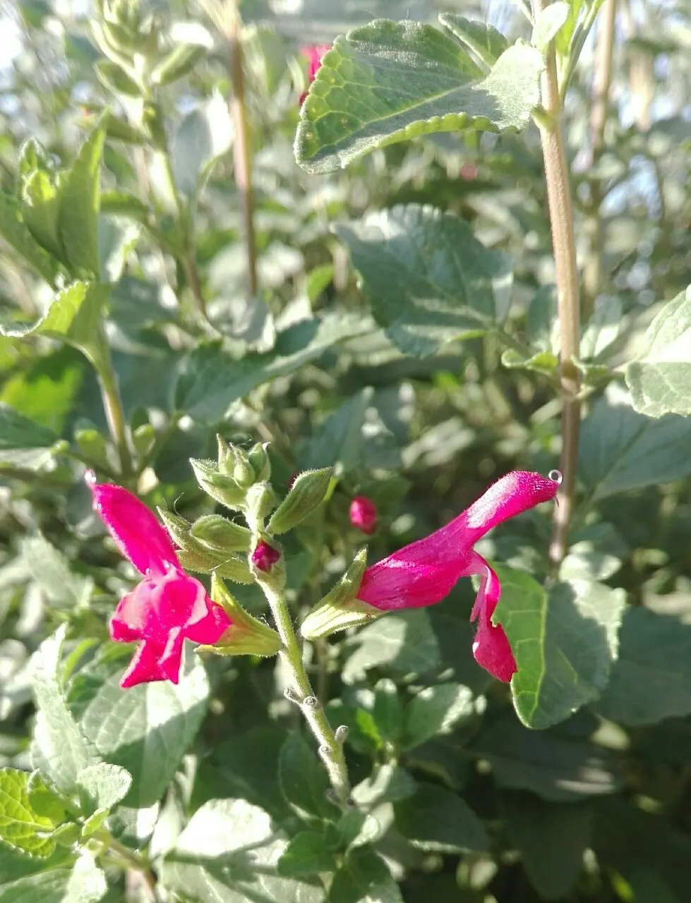 Baby Sage (Salvia Microphylla 'Berzerkeley') — Hardy in USDA zones 7-10, it thrives in full sun to part shade and prefers well-drained soil