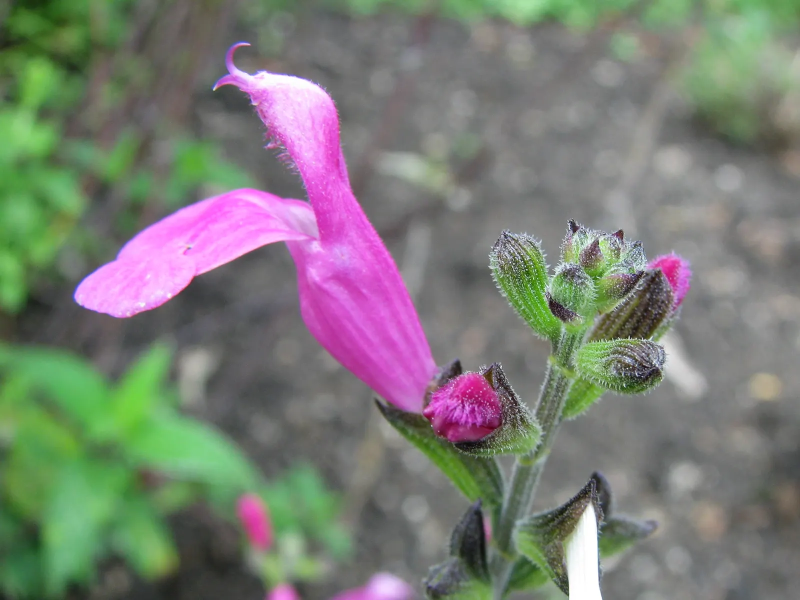 Baby Sage (Salvia Microphylla 'Berzerkeley') — Its compact form also allows it to fit well in smaller garden spaces; ovate leaves with a light green to