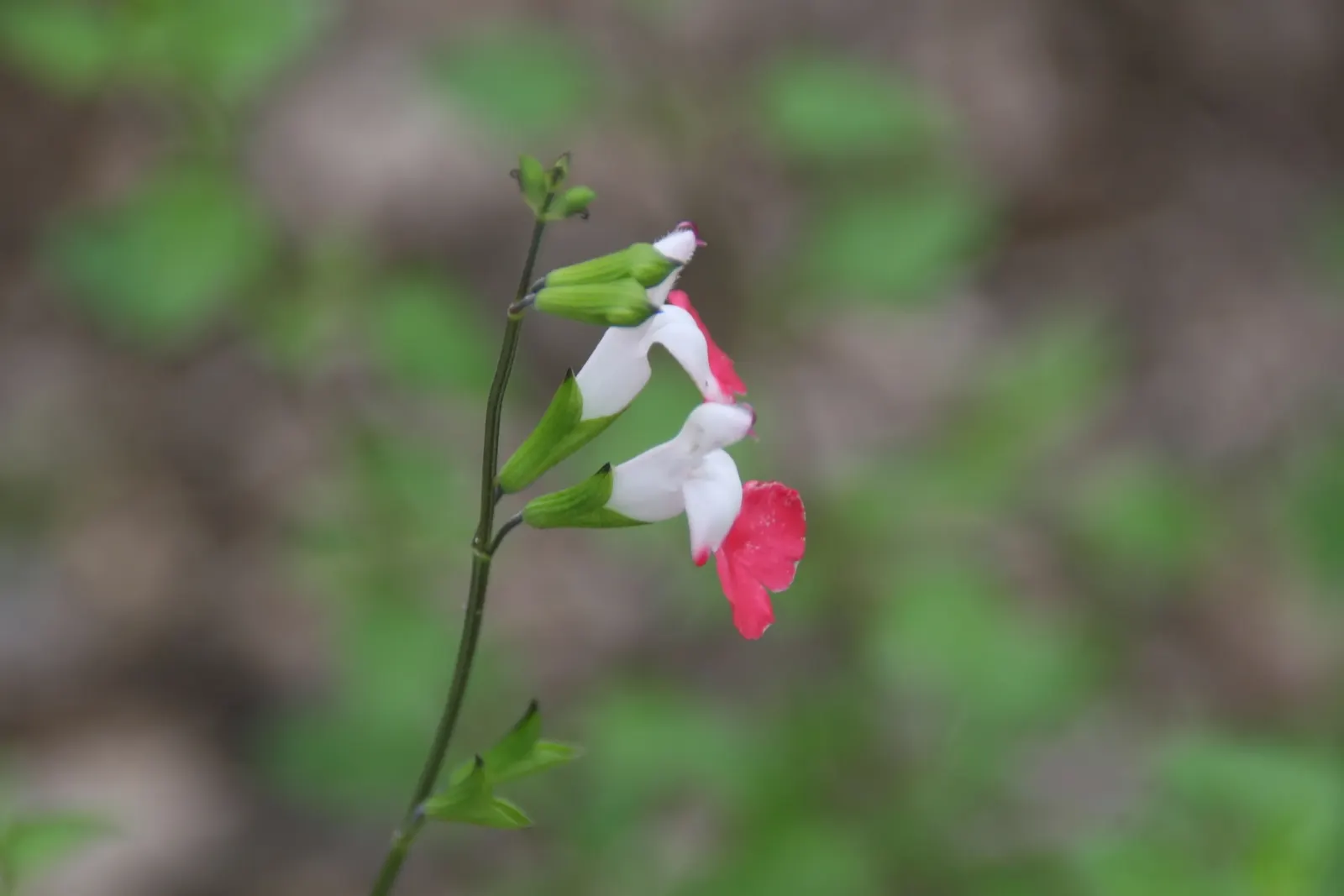 Baby Sage (Salvia Microphylla 'Berzerkeley') — shrub for full or half