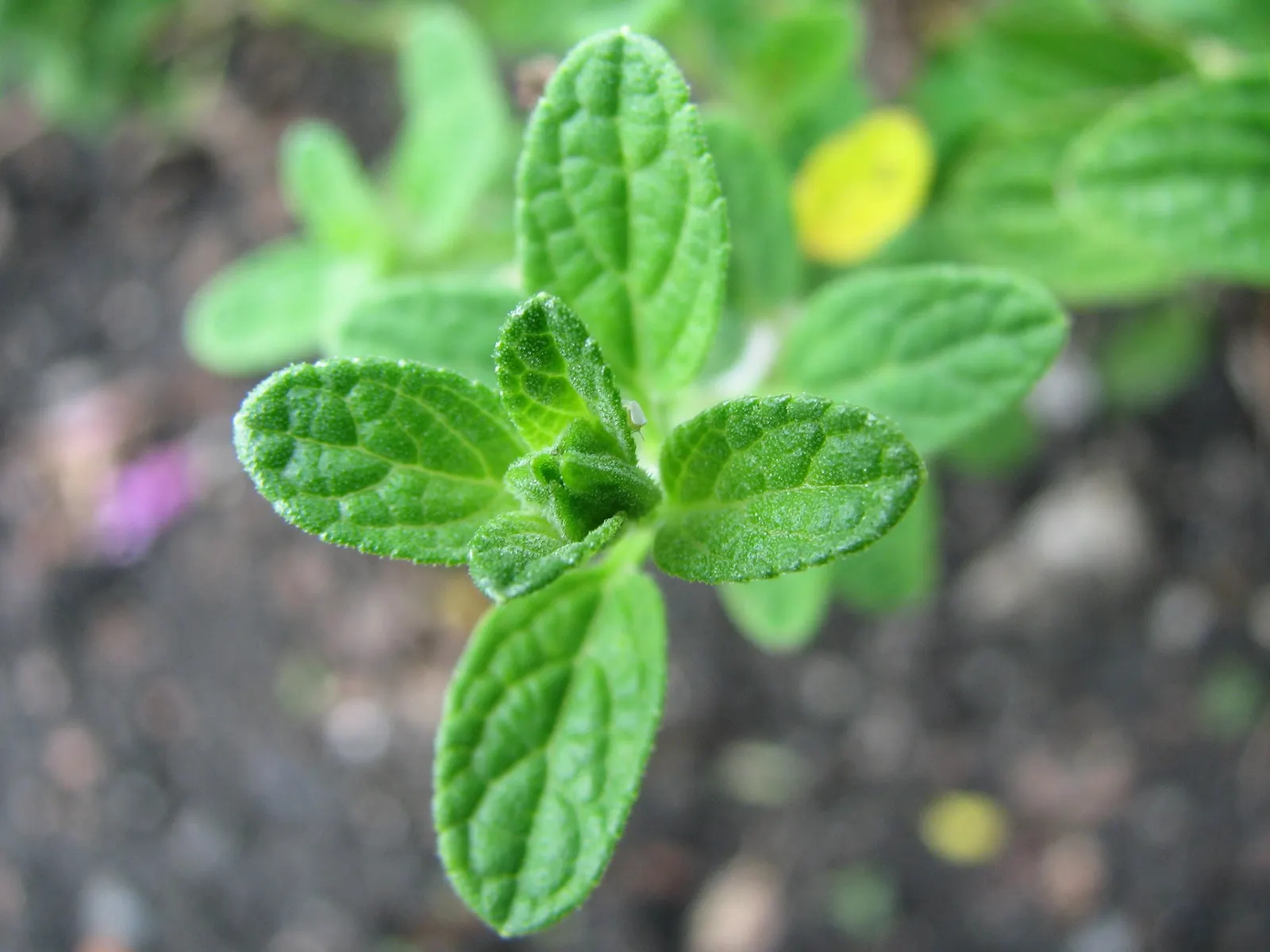 Baby Sage (Salvia Microphylla 'Berzerkeley') — 'Berzerkeley' is drought tolerant; shrub with pink blooms