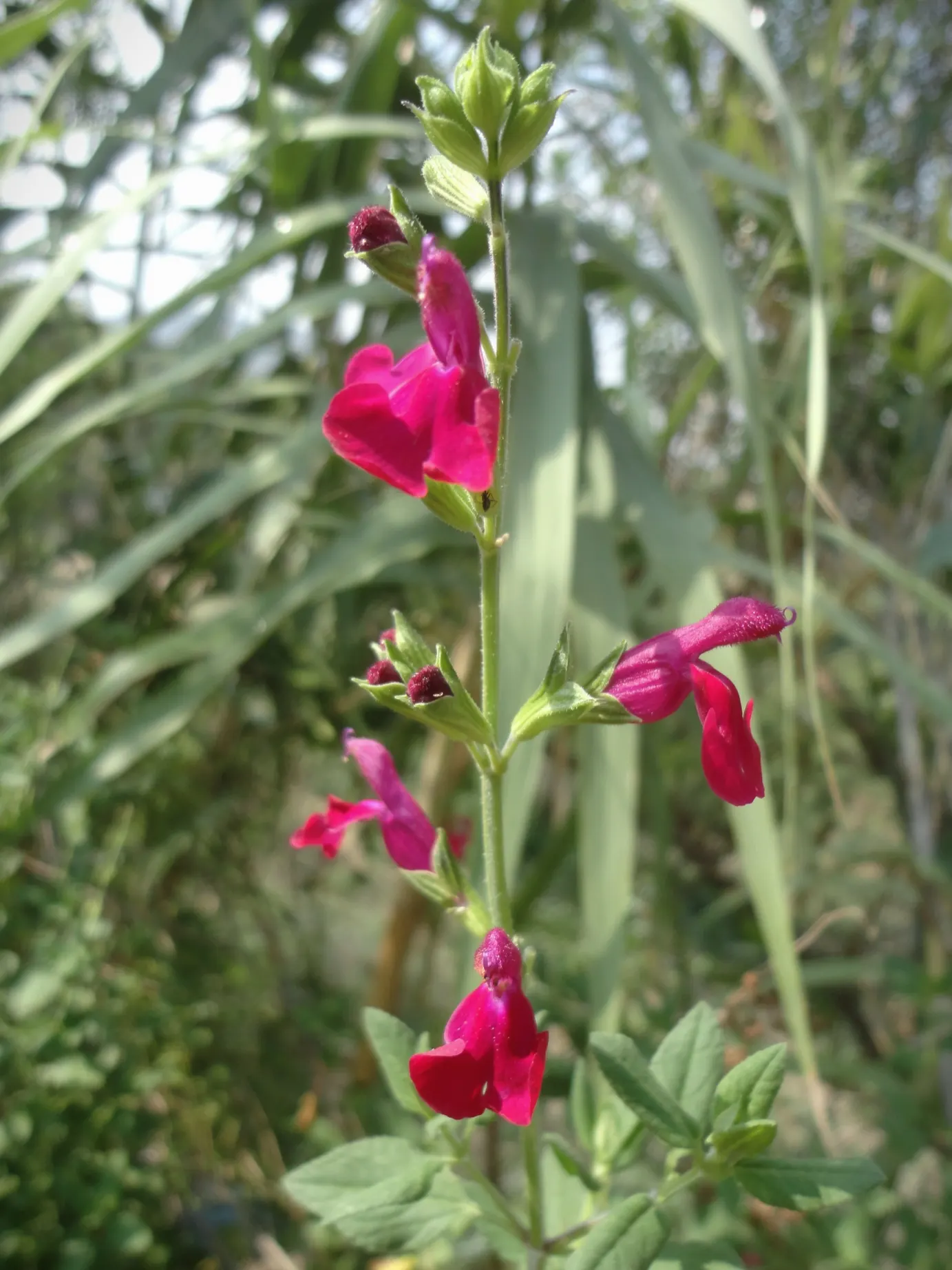 Baby Sage (Salvia Microphylla 'Berzerkeley') — is an attractive perennial shrub that offers a unique combination of vibrant color and aromatic foliage; pink