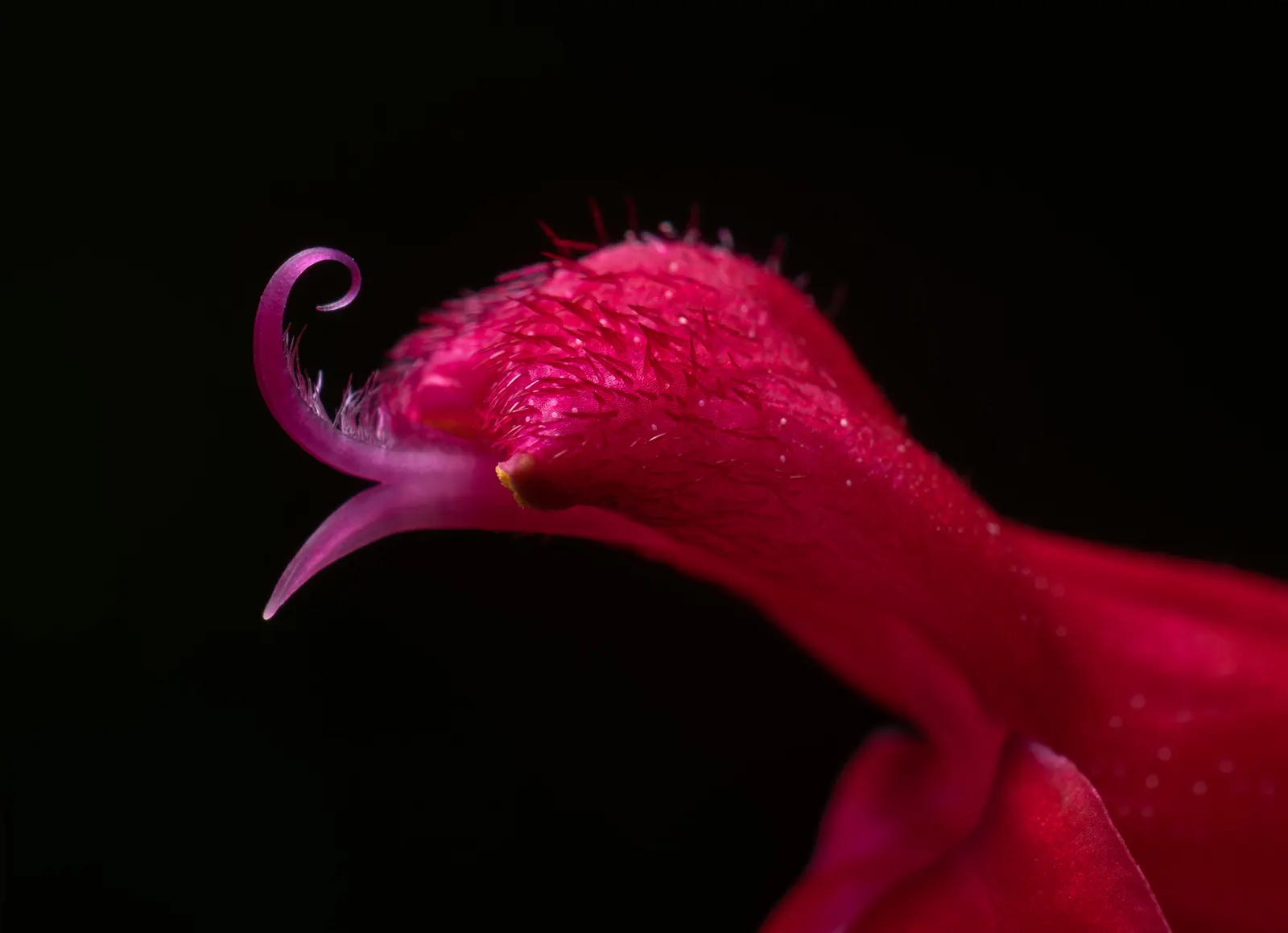 Baby Sage (Salvia Microphylla 'Berzerkeley') — <br><br>In a design context