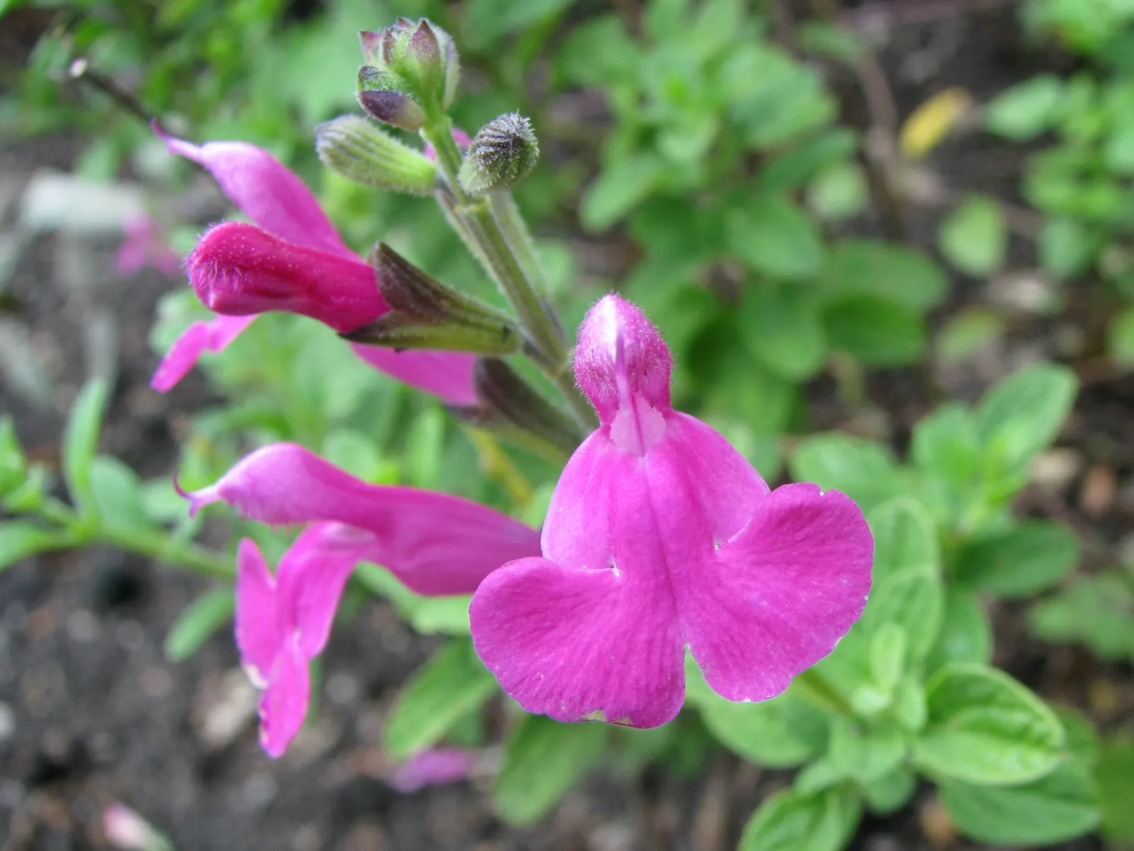Baby Sage (Salvia Microphylla 'Berzerkeley') — providing long-lasting color in the garden; which adds an additional layer of life and movement to the landscape