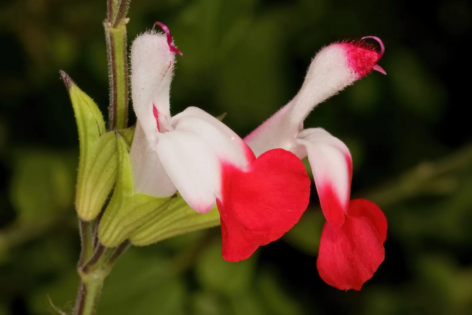 Baby Sage (Salvia Microphylla 'Berzerkeley') — shrub with pink blooms