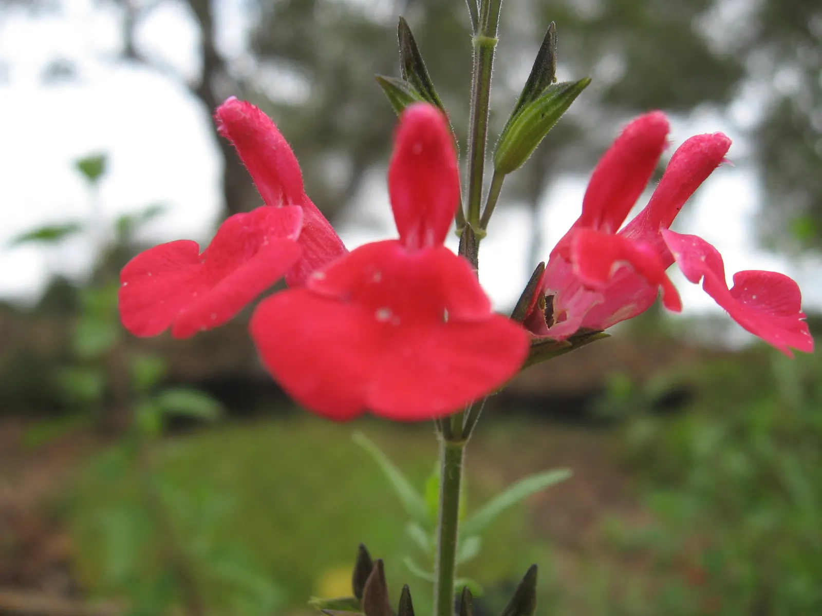Baby Sage (Salvia Microphylla 'Berzerkeley') — <br><br>These salvia plants are highly attractive to pollinators