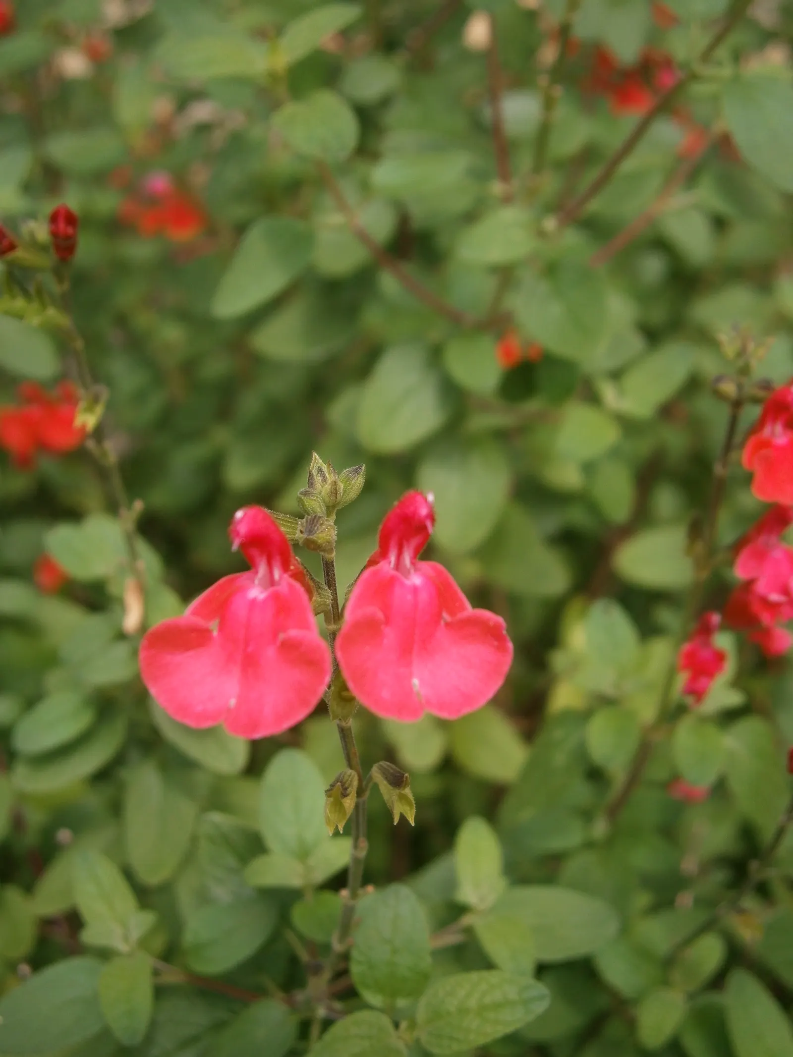 Baby Sage (Salvia Microphylla 'Berzerkeley') — though regular watering during extended dry periods will maintain its vigor; commonly referred to as Baby Sage