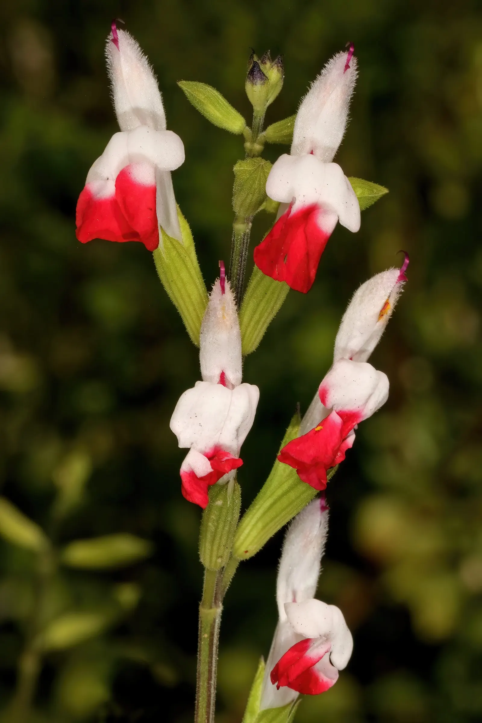 Baby Sage (Salvia Microphylla 'Berzerkeley') — providing long-lasting color in the garden; which adds an additional layer of life and movement to, image 68