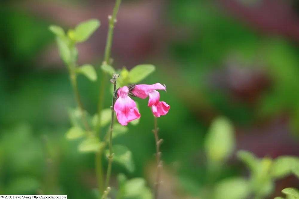 Baby Sage (Salvia Microphylla 'Berzerkeley') — ovate leaves with a light green to gray-green hue