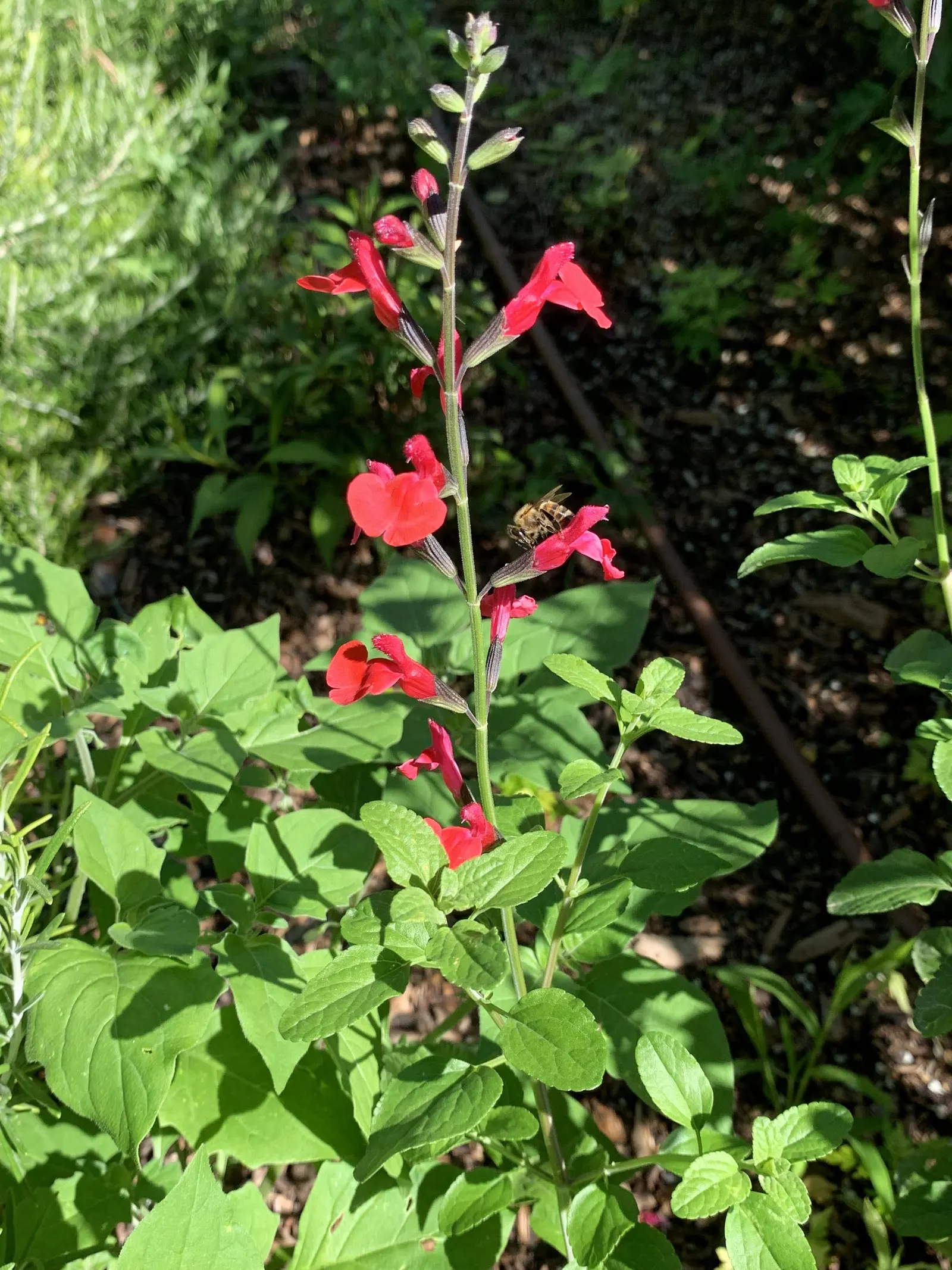 Baby Sage (Salvia Microphylla 'Berzerkeley') — aromatic green foliage and reaches a mature size of approximately 18-24 inches in height and width, image 51