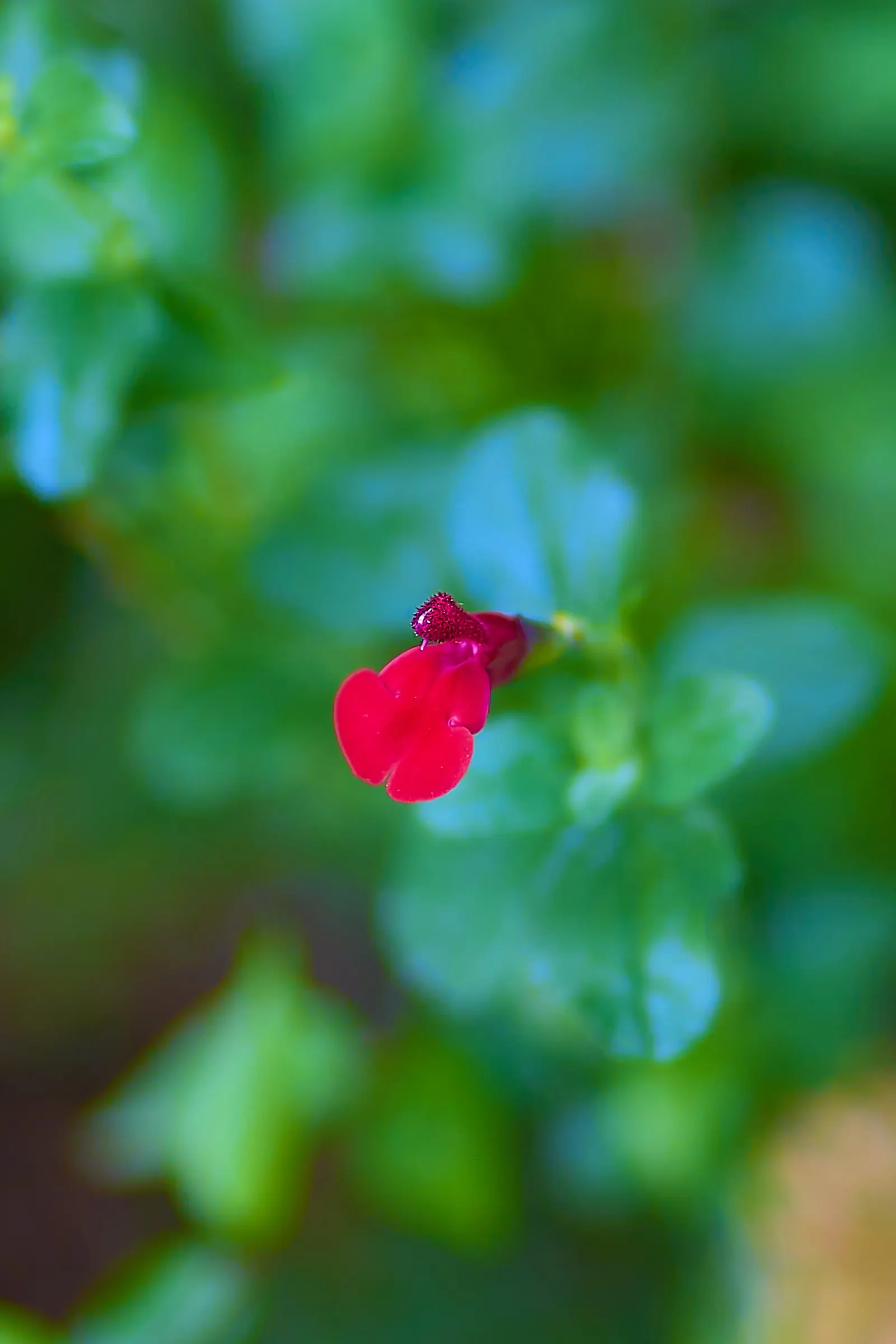 Baby Sage (Salvia Microphylla 'Berzerkeley') — is an attractive perennial shrub that offers a unique combination of vibrant color and aromatic, image 55