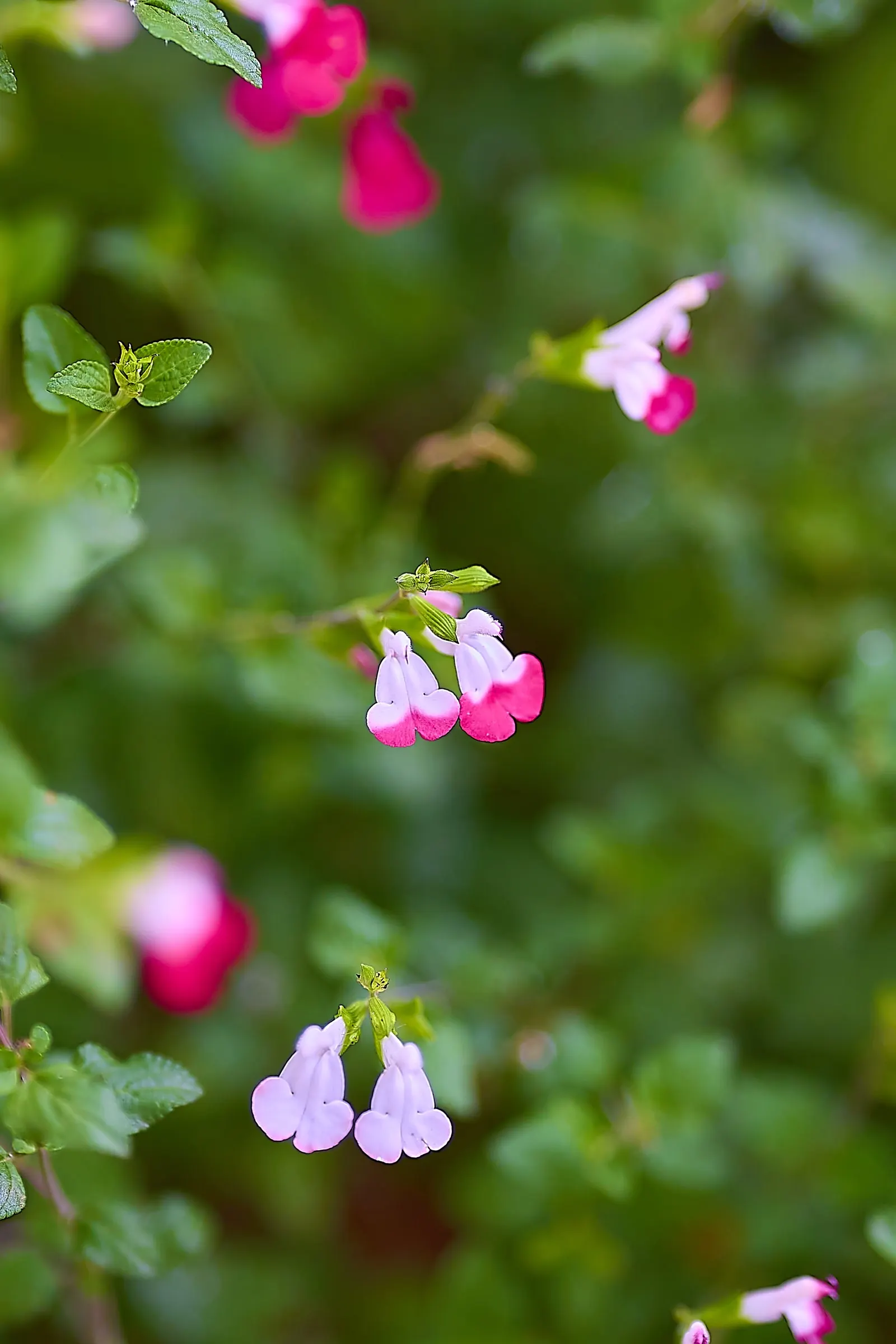 Baby Sage (Salvia Microphylla 'Berzerkeley') — flourishing with vivid magenta blooms from May to frost; making it an excellent choice for borders, image 50