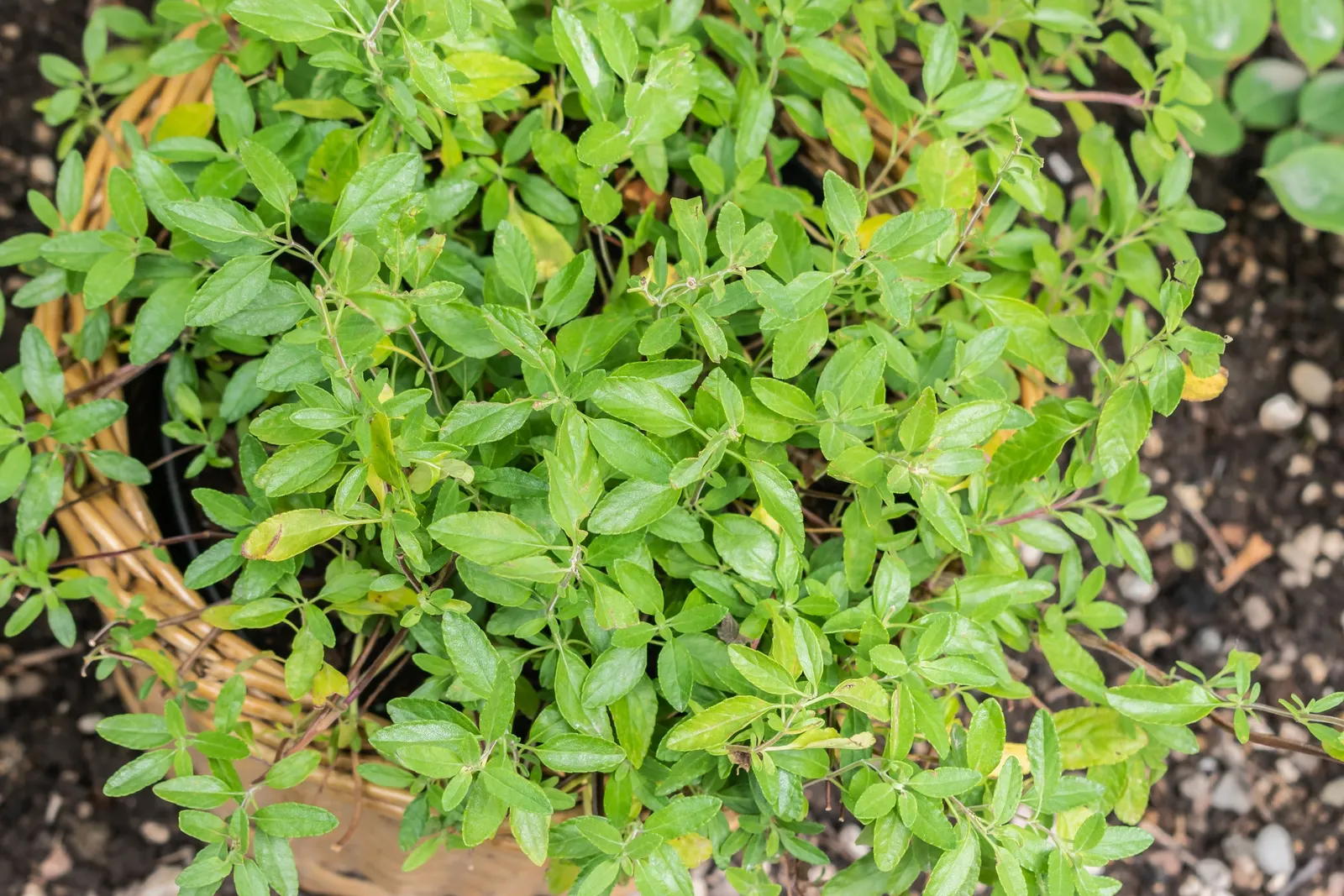 Baby Sage (Salvia Microphylla 'Berzerkeley') — which extends from late spring through the fall; the lightly textured foliage emits a delightful, image 67