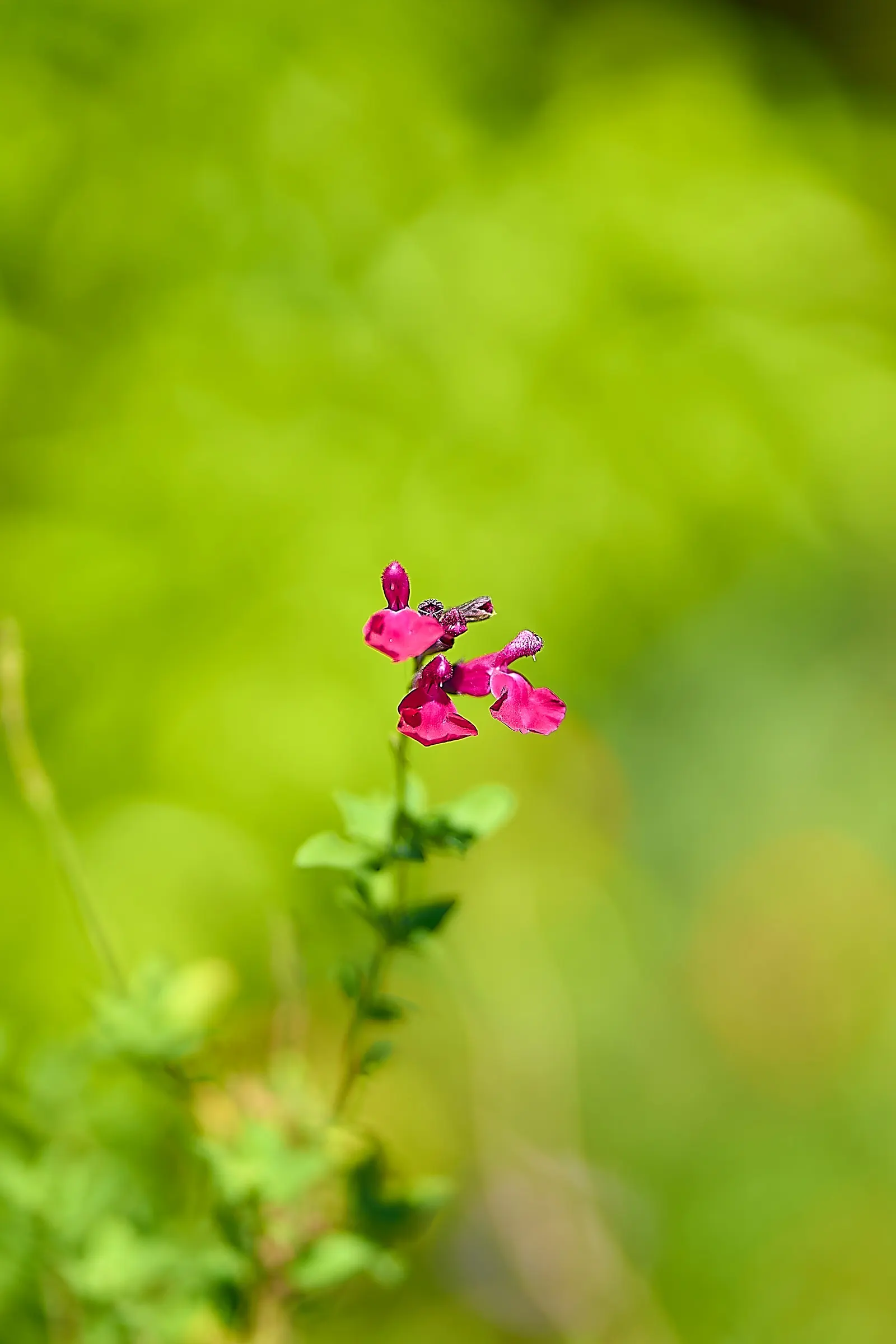Baby Sage (Salvia Microphylla 'Berzerkeley') — making it an excellent choice for borders; flourishing with vivid magenta blooms from May to frost, image 59