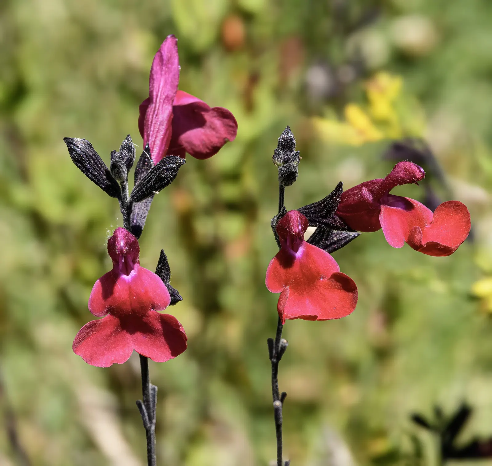Baby Sage (Salvia Microphylla 'Berzerkeley') — Hardy in USDA zones 7 to 9, this plant thrives in full sun to partial shade and prefers well-drained soils