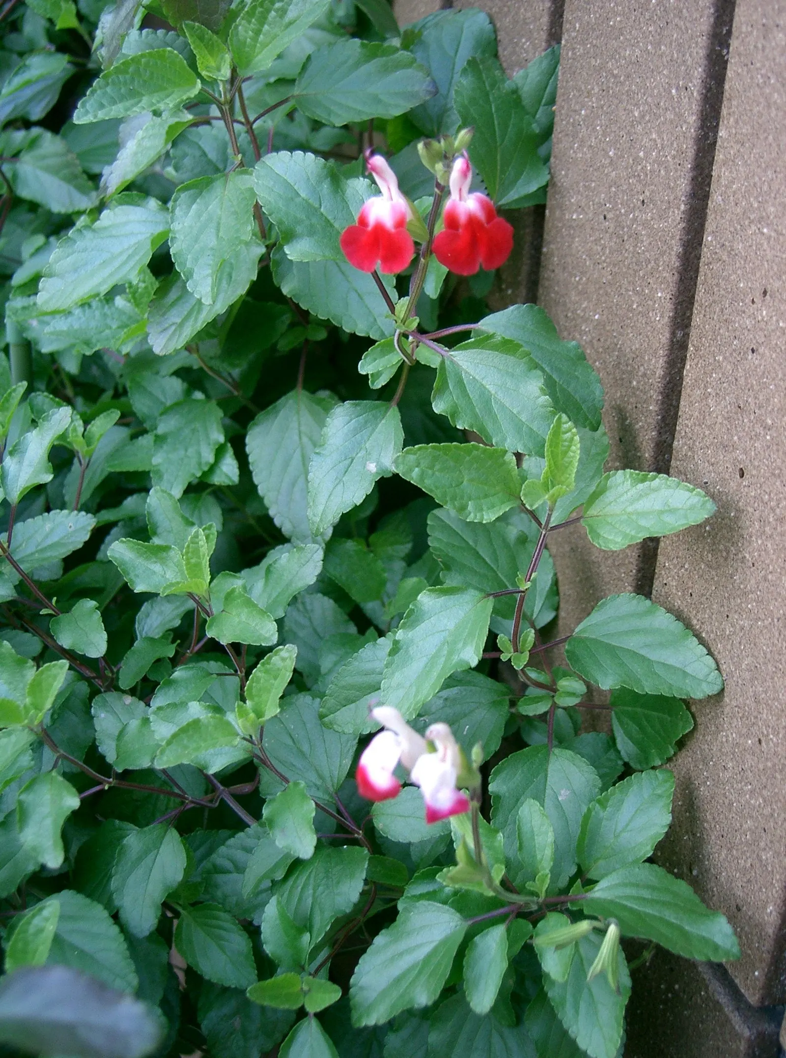 Baby Sage (Salvia Microphylla 'Berzerkeley') — shrub with pink blooms; 'Berzerkeley' is drought tolerant