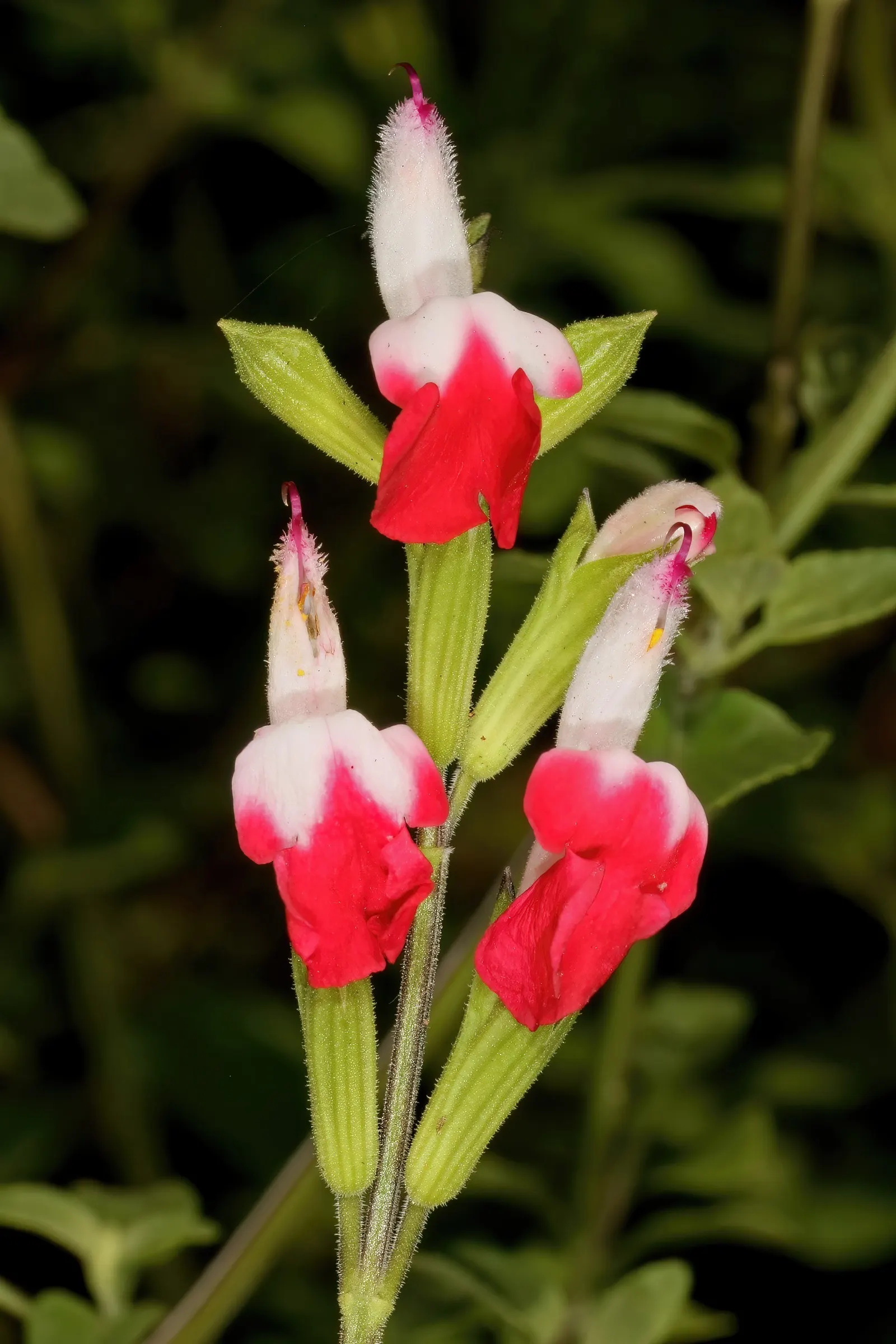 Baby Sage (Salvia Microphylla 'Berzerkeley') — This cultivar is particularly noted for its profuse