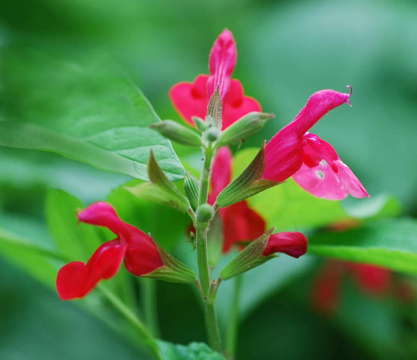Baby Sage (Salvia Microphylla 'Berzerkeley') — making it an excellent choice for borders; flourishing with vivid magenta blooms from May to frost