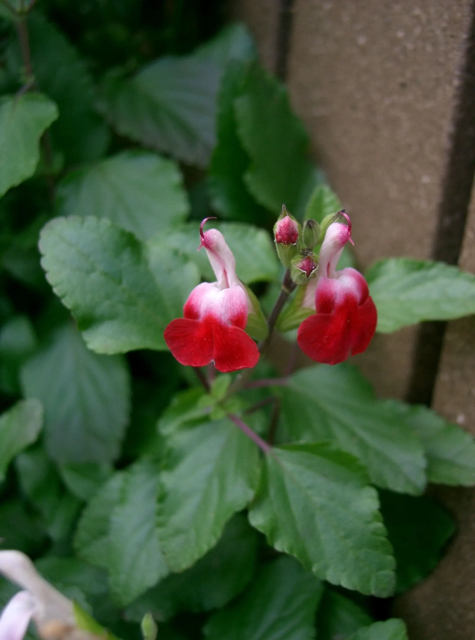 Baby Sage (Salvia Microphylla 'Berzerkeley') — Hardy in USDA zones 7-10, it thrives in full sun to part shade and prefers well-drained soil, image 52