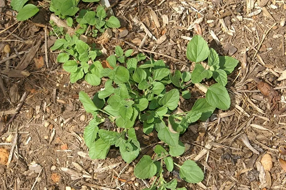 Baby Sage (Salvia Microphylla 'Berzerkeley') — Deadheading spent flowers can prolong the blooming period; aromatic green foliage and reaches a mature size of