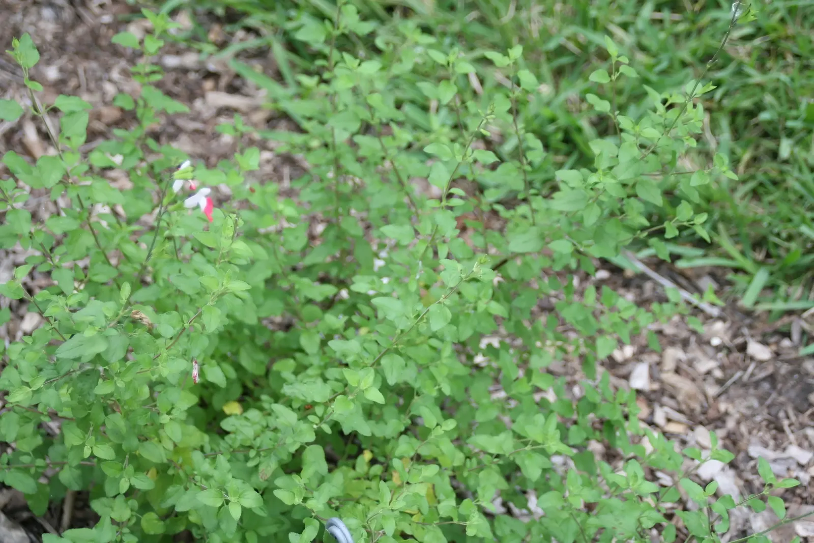 Baby Sage (Salvia Microphylla 'Berzerkeley') — This cultivar is particularly noted for its profuse; drought-tolerant once established, it's perfect for