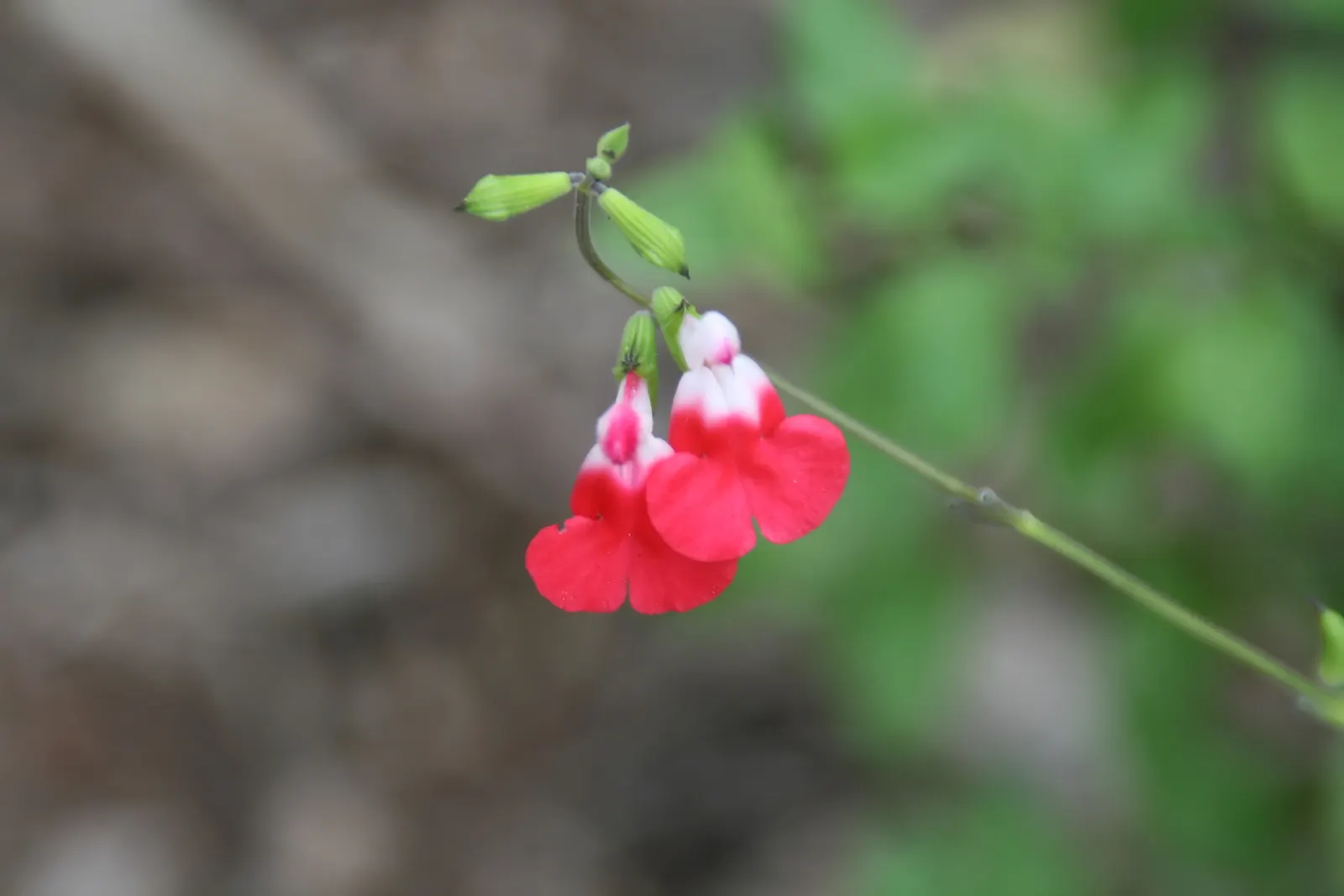Baby Sage (Salvia Microphylla 'Berzerkeley') — flourishing with vivid magenta blooms from May to frost