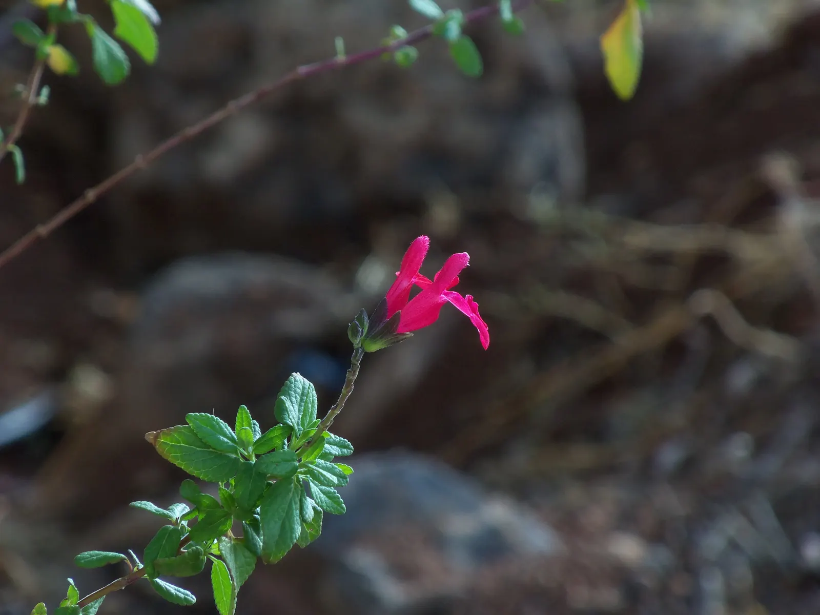 Baby Sage (Salvia Microphylla 'Berzerkeley') — commonly known as Baby Sage; hardy in USDA zones 7-10, it thrives in full sun to part shade and prefers