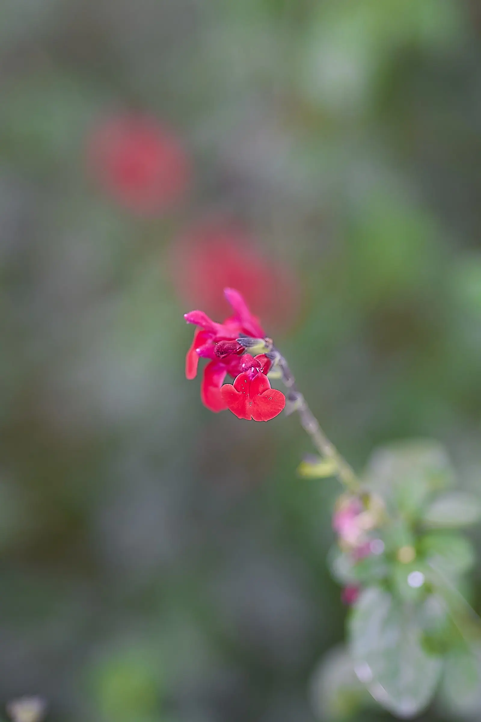 Baby Sage (Salvia Microphylla 'Berzerkeley') — though regular watering during extended dry periods will maintain its vigor; commonly referred to as, image 63