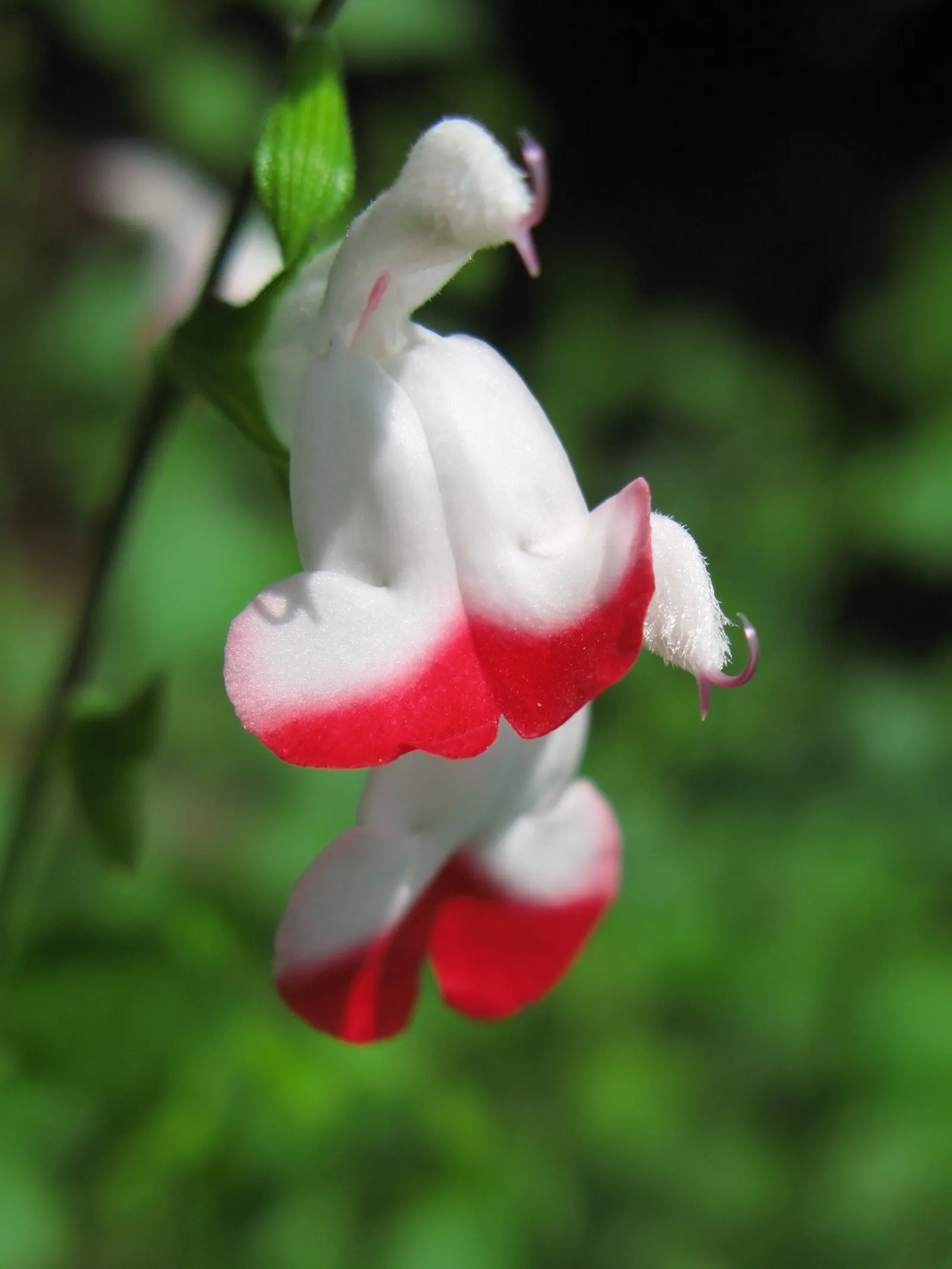 Baby Sage (Salvia Microphylla 'Berzerkeley') — flourishing with vivid magenta blooms from May to frost; making it an excellent choice for borders