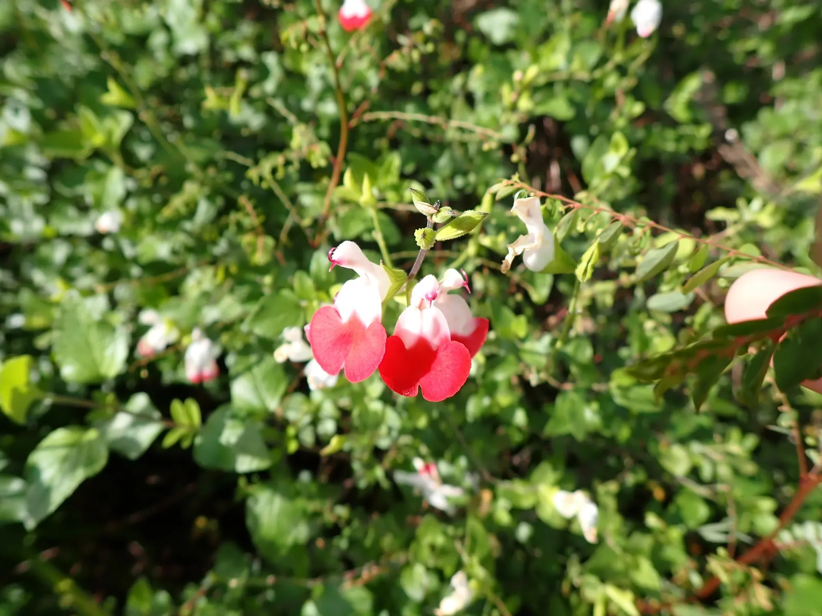 Baby Sage (Salvia Microphylla 'Berzerkeley') — Hardy in USDA zones 7 to 9, this plant thrives in full sun to partial shade and prefers well-drained, image 61