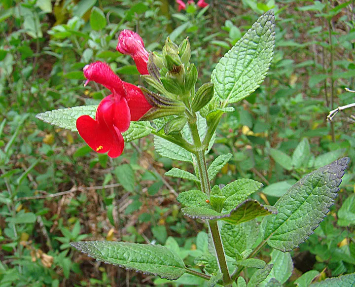 Baby Sage (Salvia Microphylla 'Berzerkeley') — is an attractive perennial shrub that offers a unique combination of vibrant color and aromatic foliage