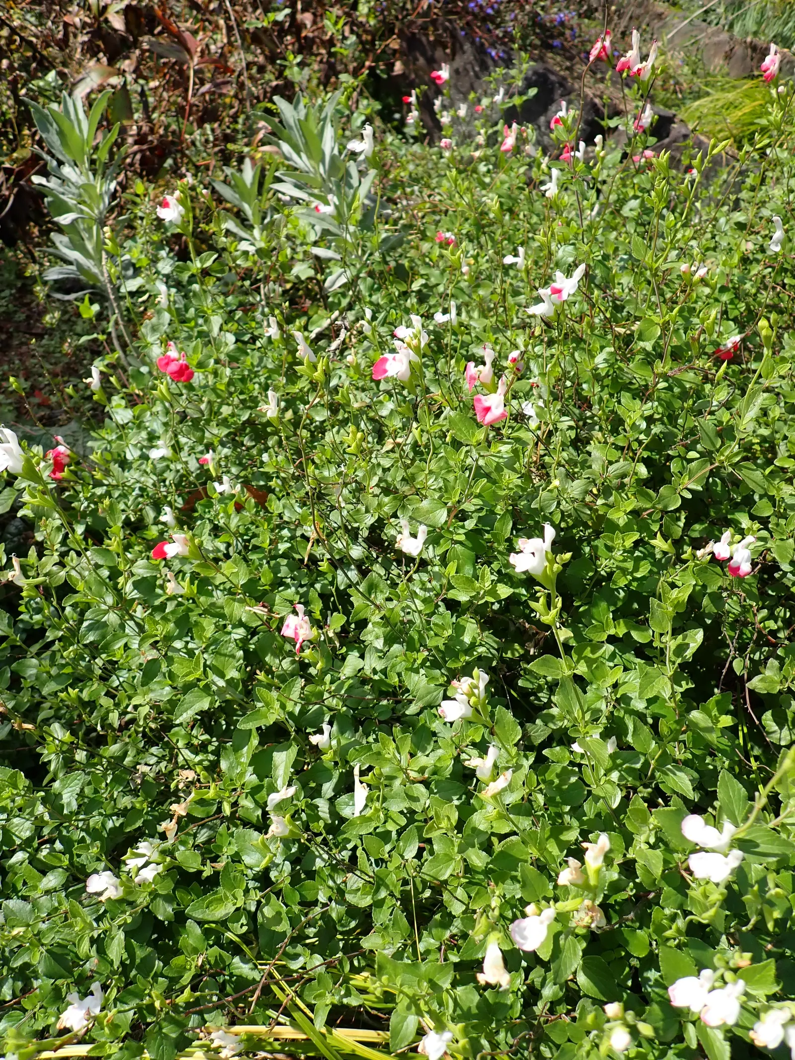 Baby Sage (Salvia Microphylla 'Berzerkeley') — <br><br>These salvia plants are highly attractive to pollinators; hardy in USDA zones 7 to 9, this, image 64