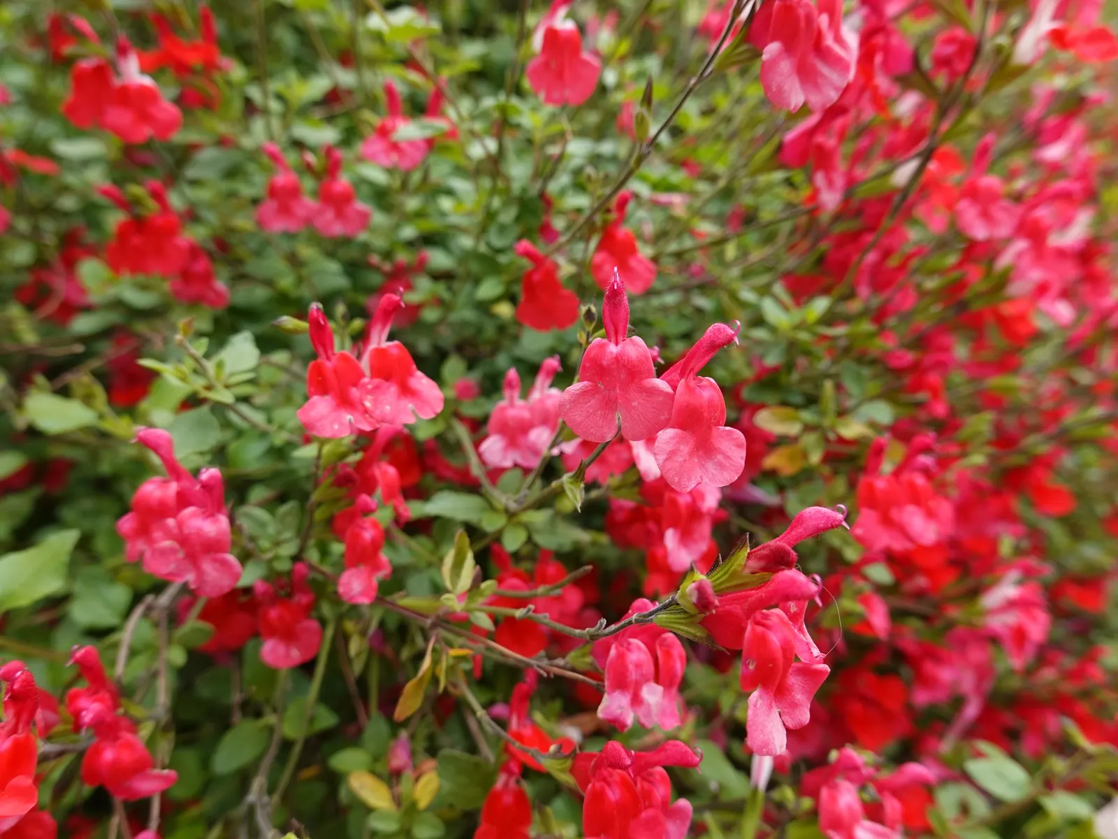 Baby Sage (Salvia Microphylla 'Berzerkeley') — <br><br>These salvia plants are highly attractive to pollinators; hardy in USDA zones 7 to 9, this plant thrives