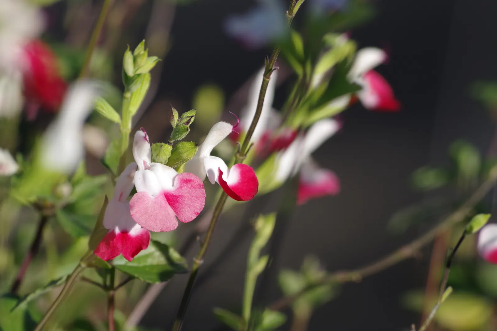 Baby Sage (Salvia Microphylla 'Berzerkeley') — making it an excellent choice for borders