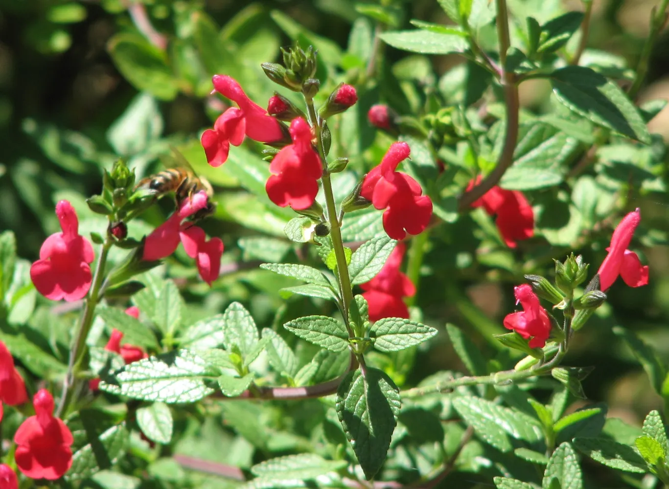 Baby Sage (Salvia Microphylla 'Berzerkeley') — The lightly textured foliage emits a delightful fragrance when disturbed; which extends from late spring through