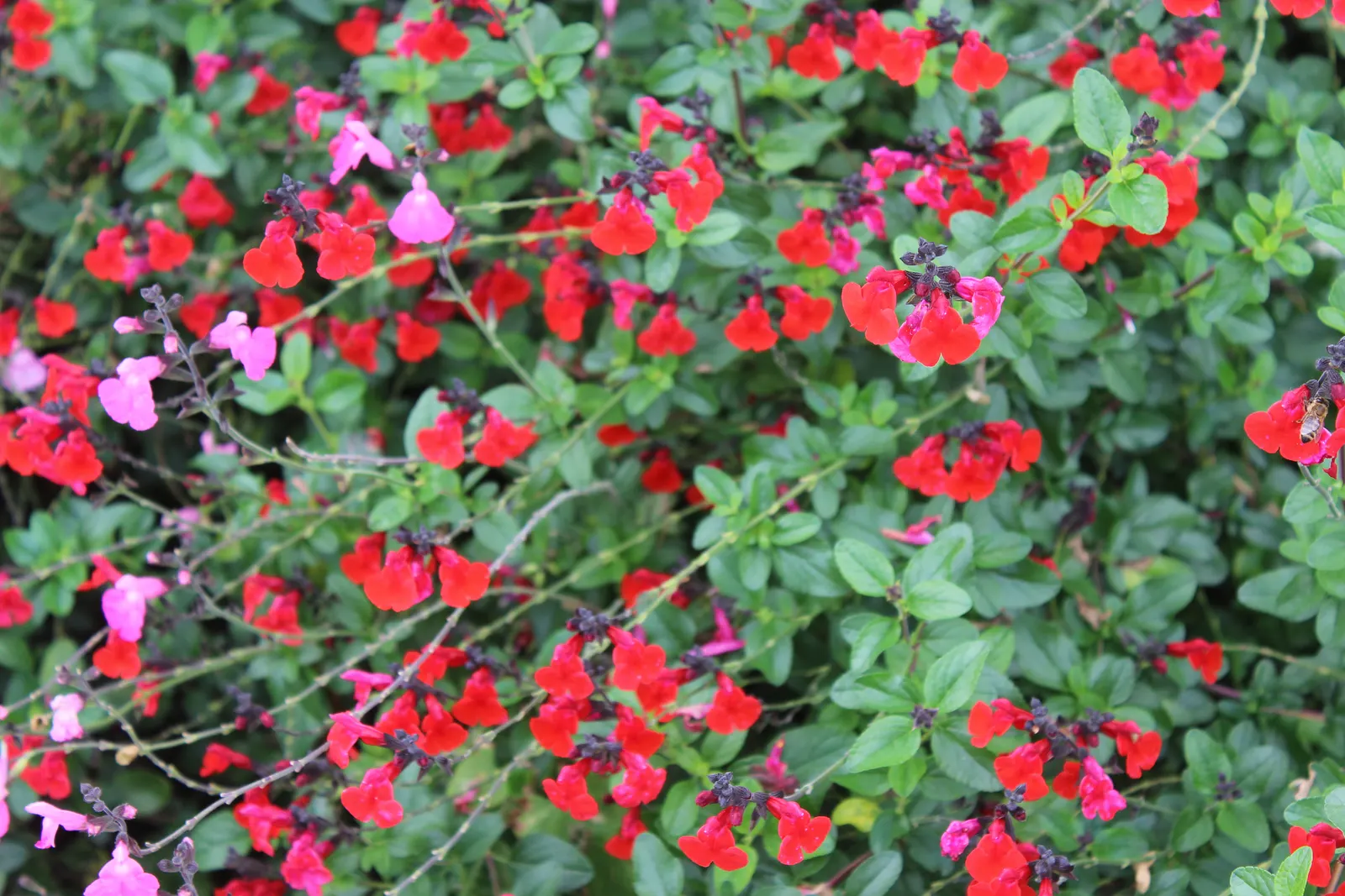 Baby Sage (Salvia Microphylla 'Berzerkeley') — commonly referred to as Baby Sage; though regular watering during extended dry periods will maintain its vigor