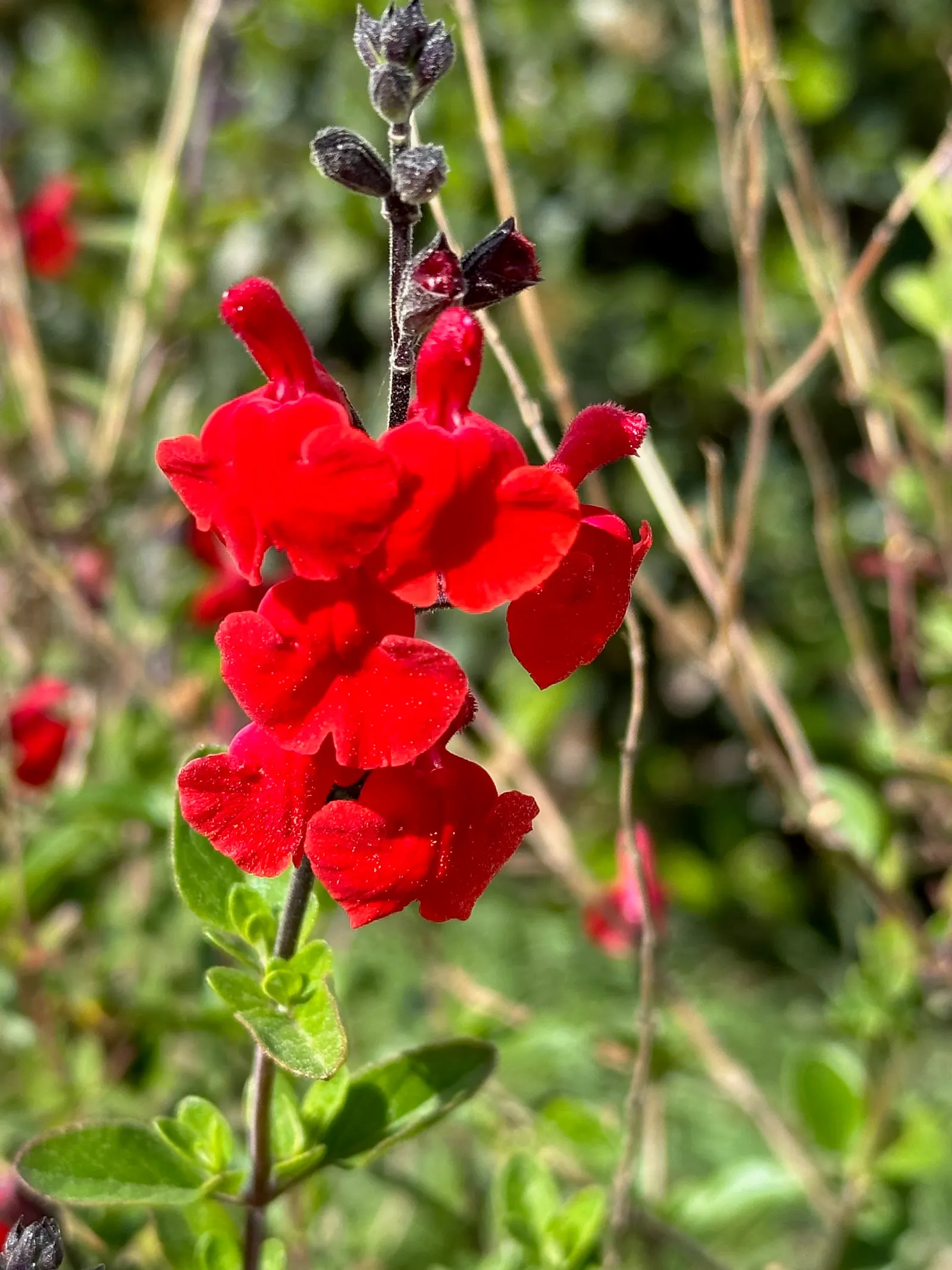 Baby Sage (Salvia Microphylla 'Berzerkeley') — which extends from late spring through the fall