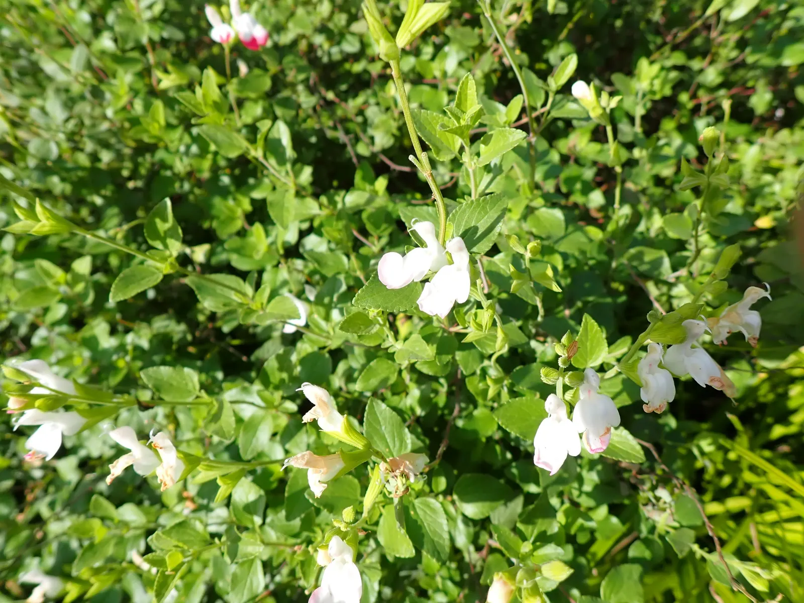 Baby Sage (Salvia Microphylla 'Berzerkeley') — Deadheading spent flowers can prolong the blooming period; aromatic green foliage and reaches a, image 66