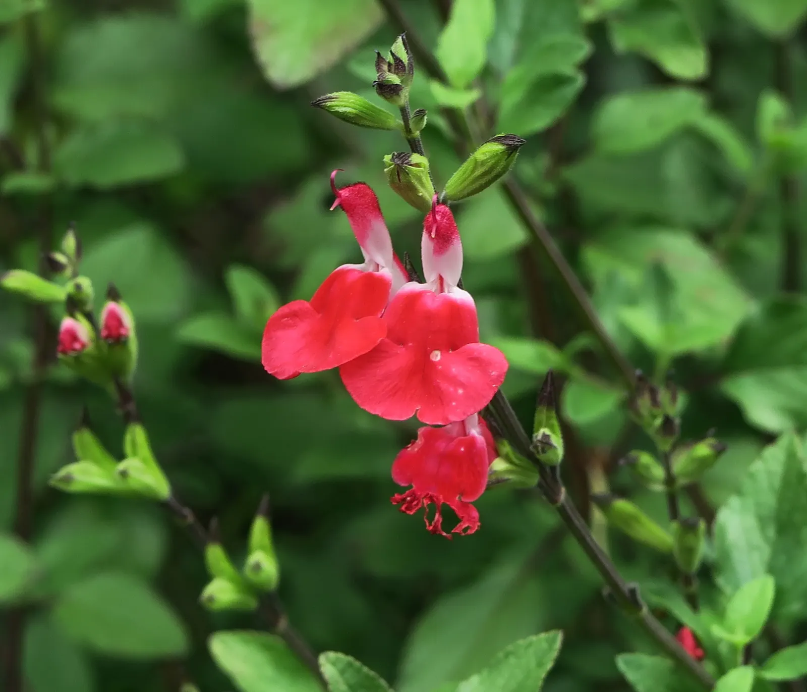 Baby Sage (Salvia Microphylla 'Berzerkeley') — aromatic green foliage and reaches a mature size of approximately 18-24 inches in height and width