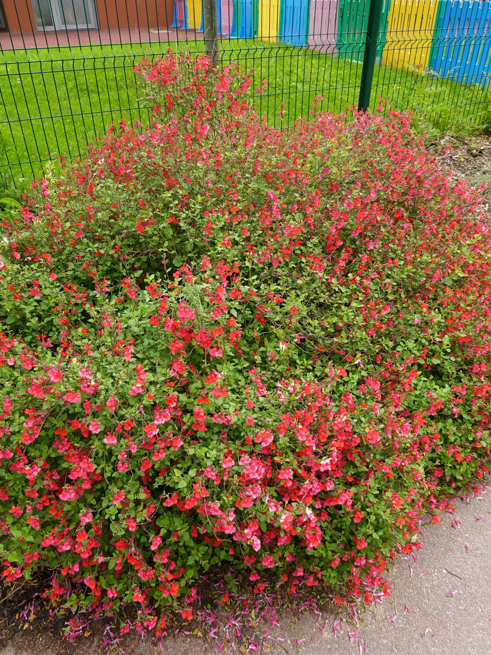 Baby Sage (Salvia Microphylla 'Berzerkeley') — <br><br>In a design context; shrub for full or half