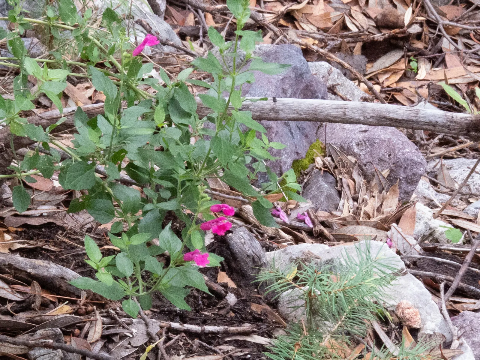 Baby Sage (Salvia Microphylla 'Berzerkeley') — shrub for full or half; <br><br>In a design context