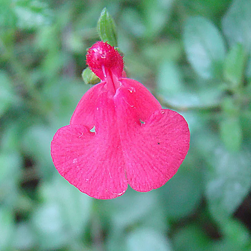 Baby Sage (Salvia Microphylla 'Berzerkeley') — though regular watering during extended dry periods will maintain its vigor